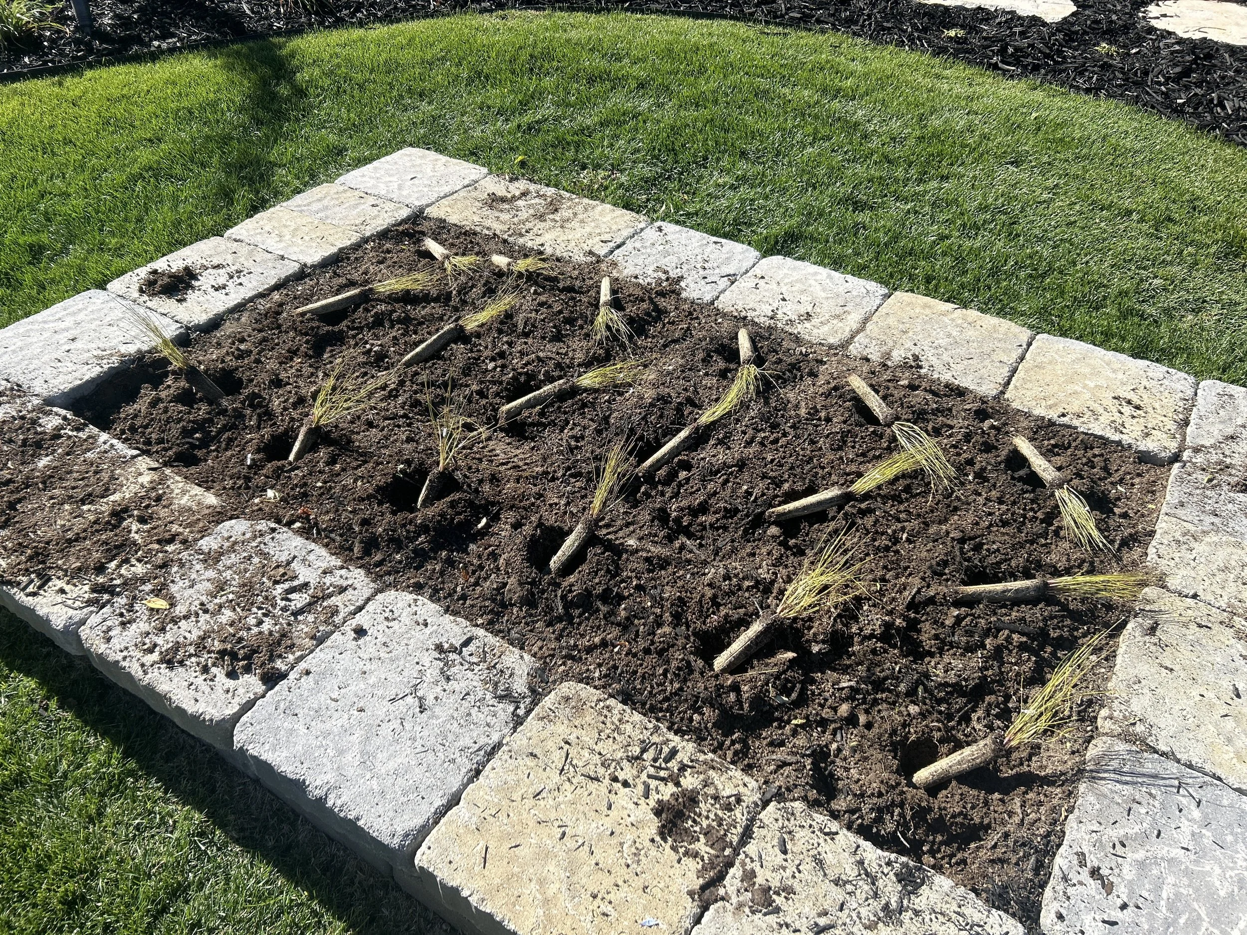 Annual Raised Bed Conversion to Native Mini Meadow 5.JPEG