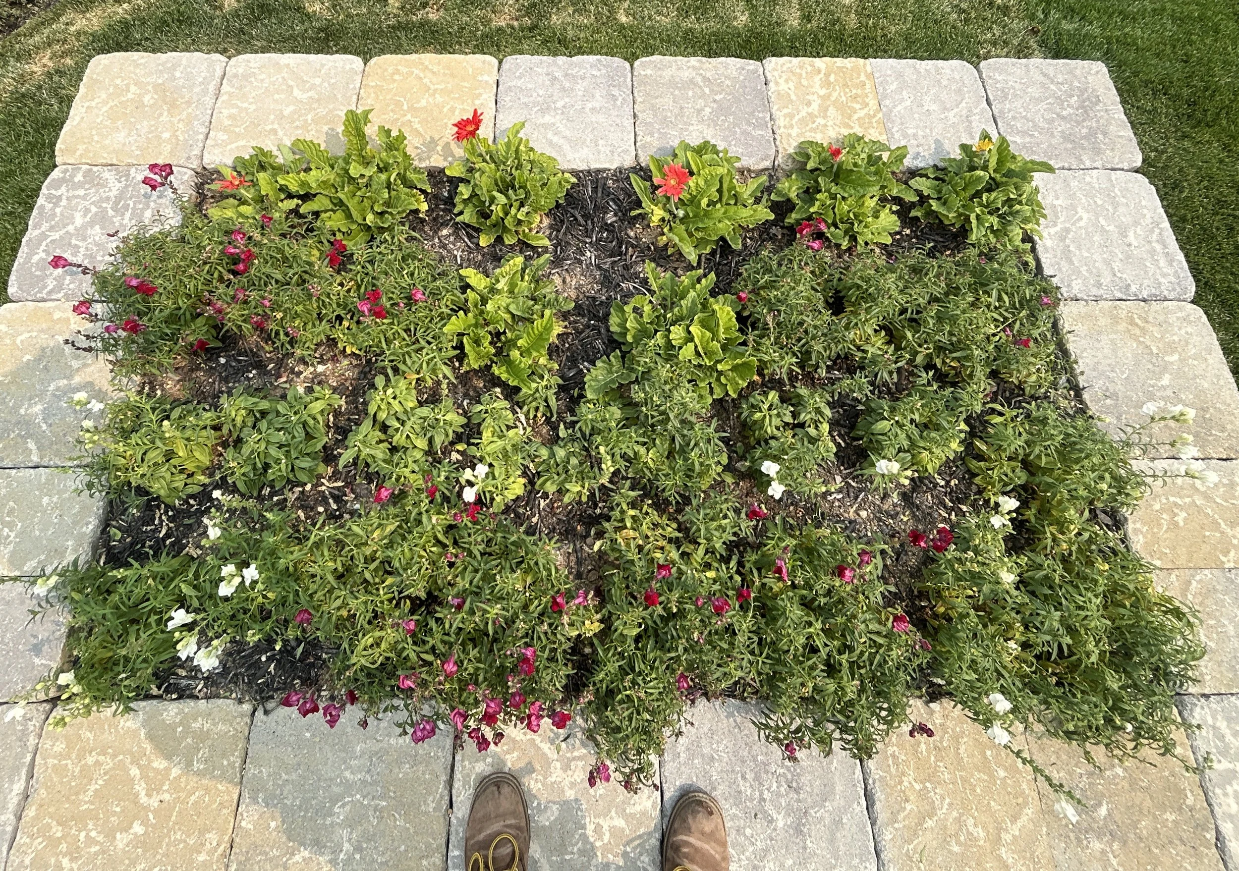 Annual Raised Bed Conversion to Native Mini Meadow 1.JPG