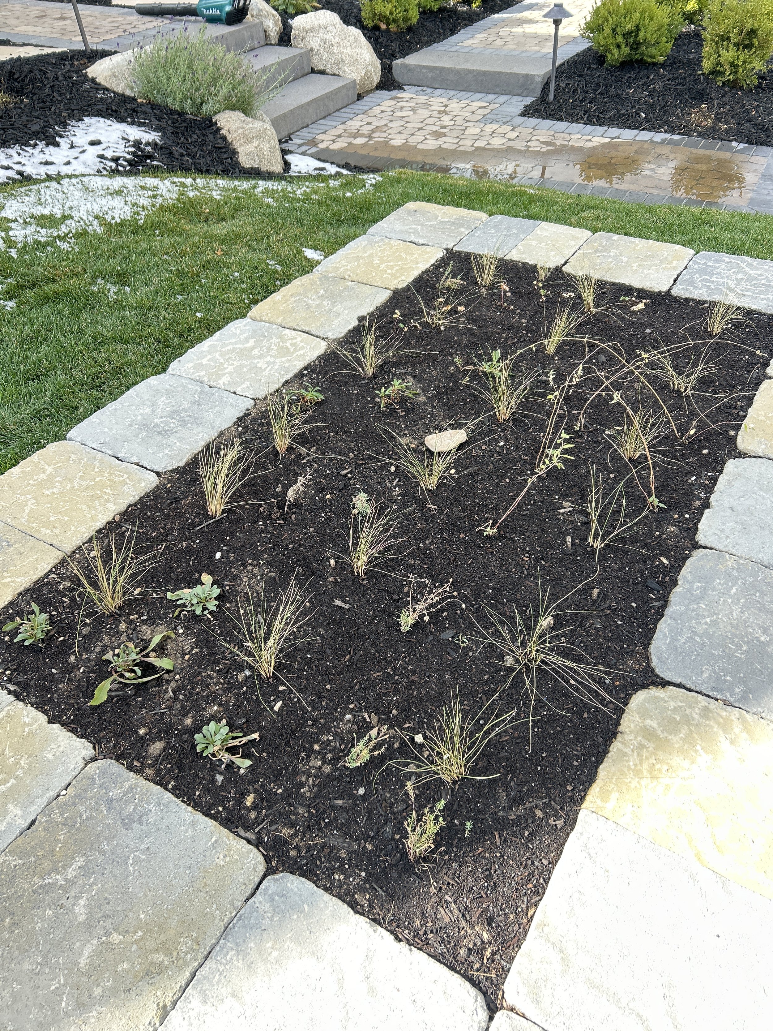 Annual Raised Bed Conversion to Native Mini Meadow 6.JPEG