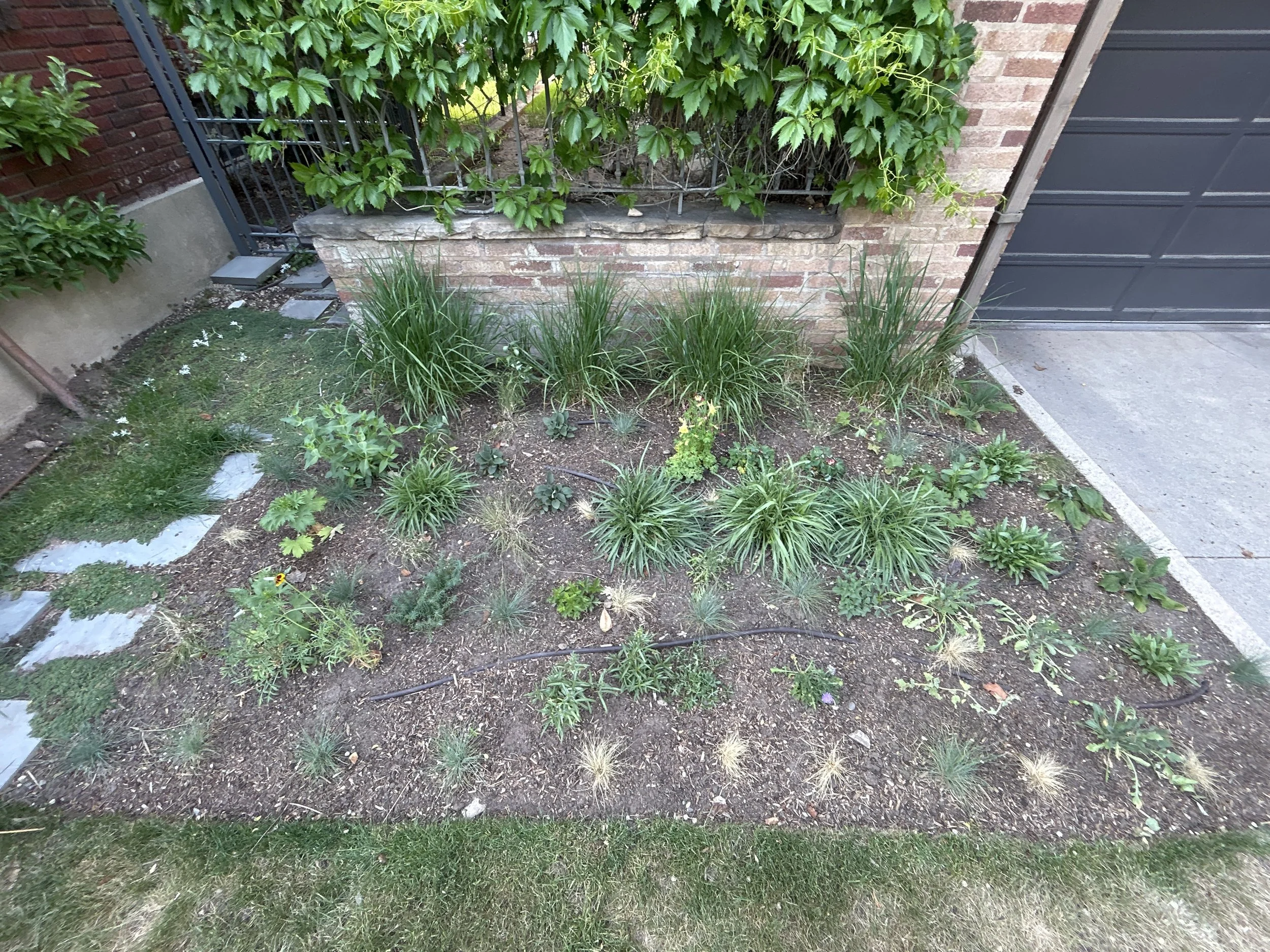 Mini Meadow 2.JPEG