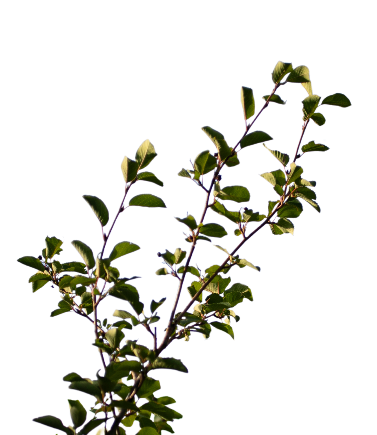 A leafy plant with dark green leaves on thin stems against a black background.
