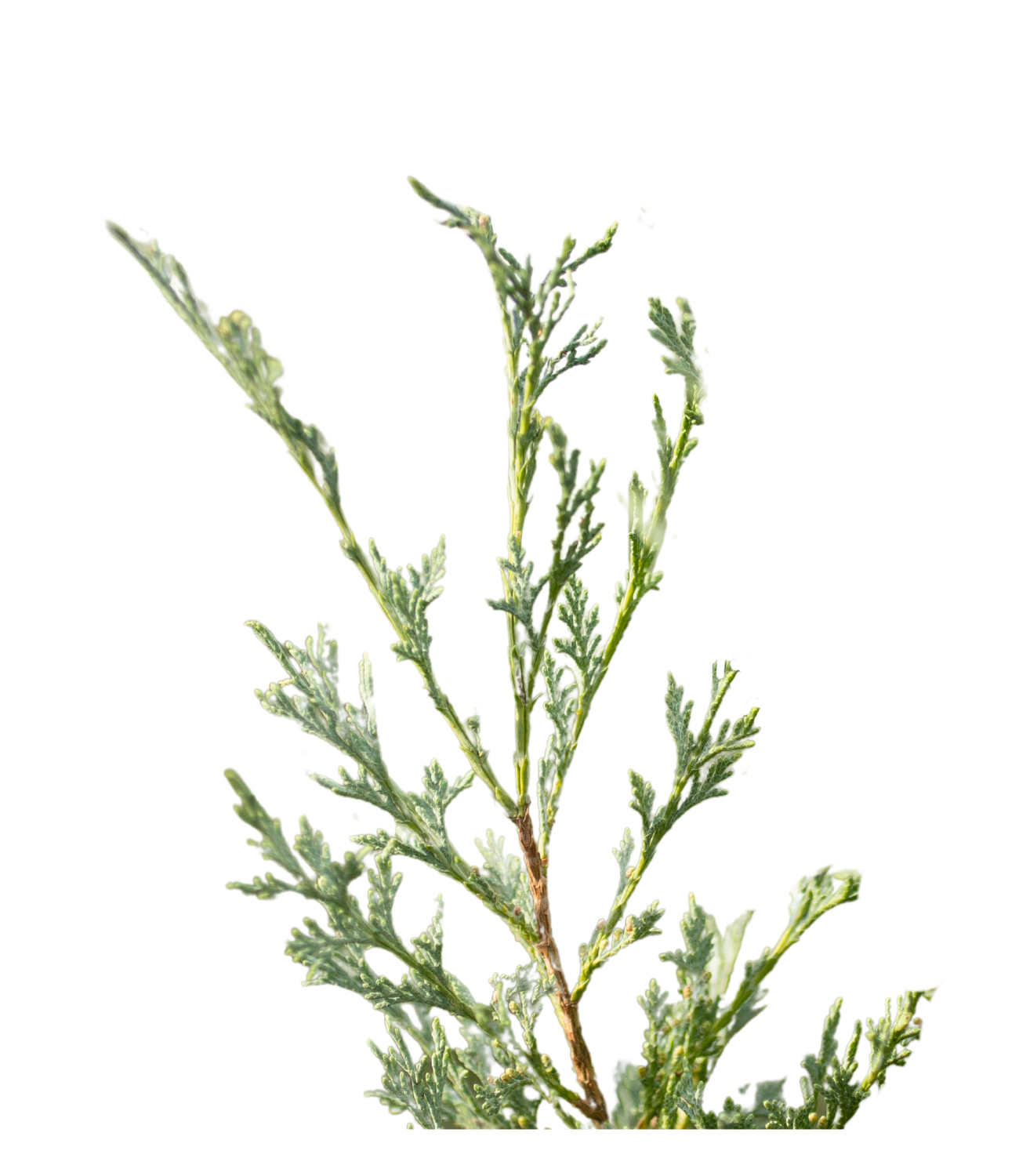 Close-up of a green plant with serrated leaves against a black background.