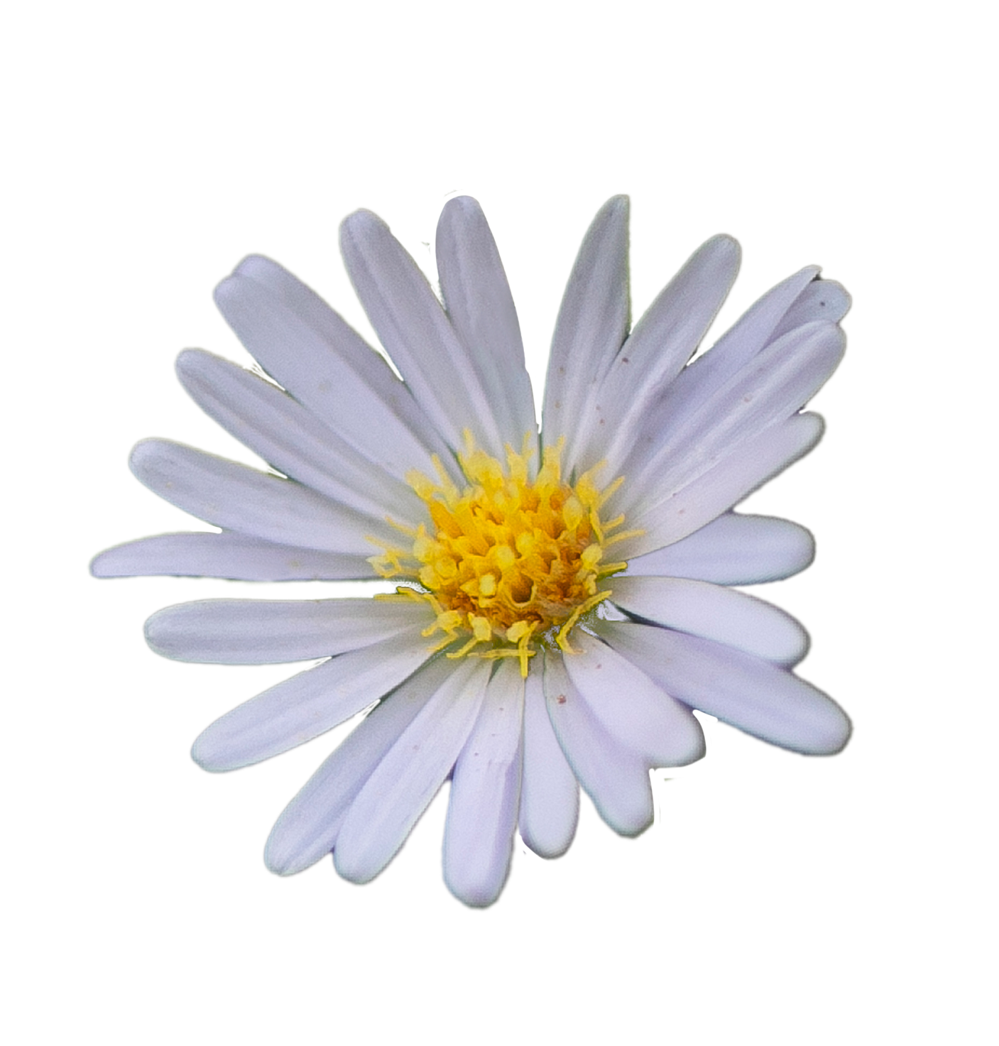 Close-up of a white daisy flower with a yellow center, isolated on a black background.