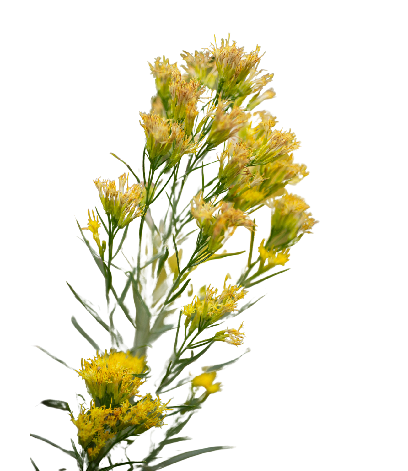 Yellow flowering plant with small, clustered blooms on a tall, green stem against a transparent background.