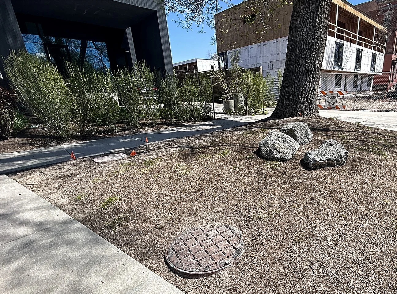 A sidewalk next to a construction area with a sign that says 'Sidewalk Closed' in front of a building under construction. There is a large tree with rocks around its base, and some bushes with small cones marking the sidewalk edge.