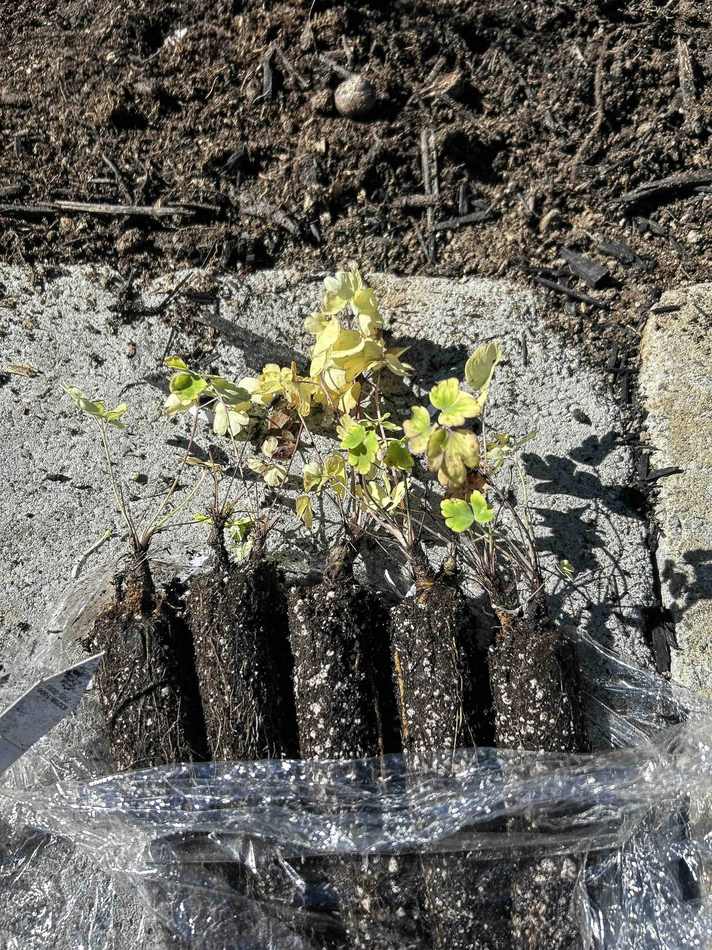 Young plant with green and yellow leaves growing in soil surrounded by gravel, partially wrapped in clear plastic
