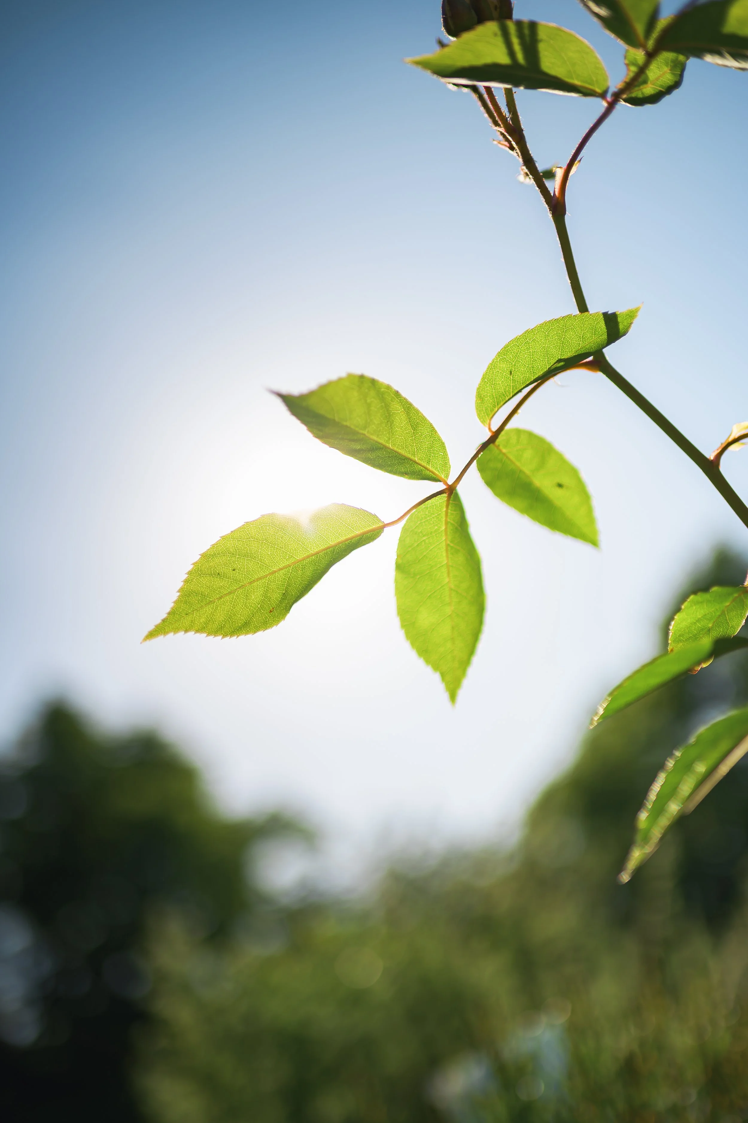 Young green leaves on a slender branch, backlit by sunlight against a pale blue sky, overlaid with two graphic circles in navy and white.