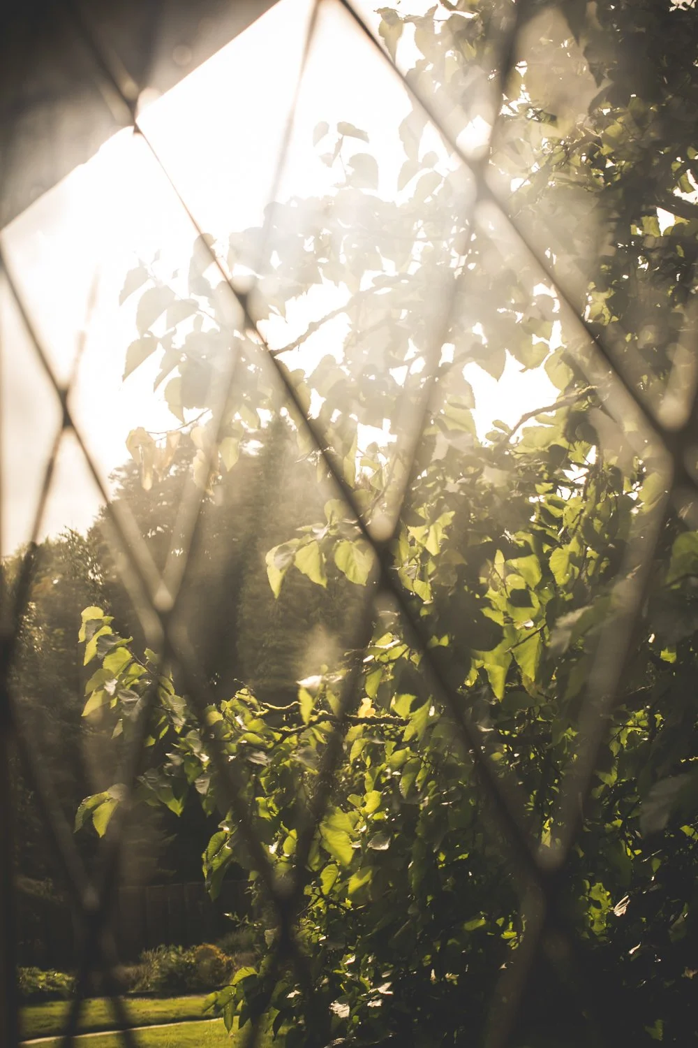 De zon schijnt door een raam met een geometrisch patroon, en je ziet groene bladeren en bomen buiten.