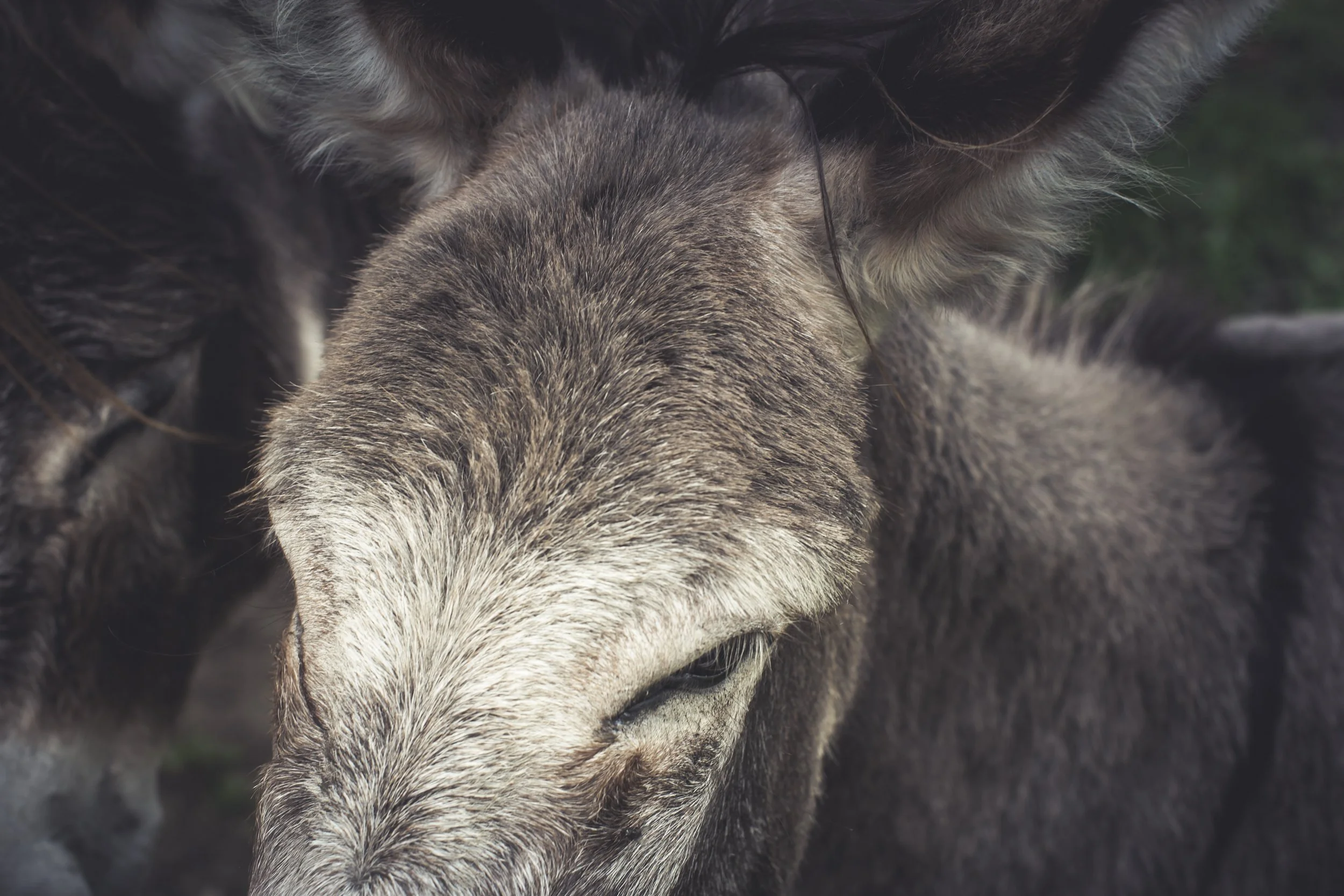Close-up van een gevlekte wolf met vacht in grijstinten, bekeken van boven.
