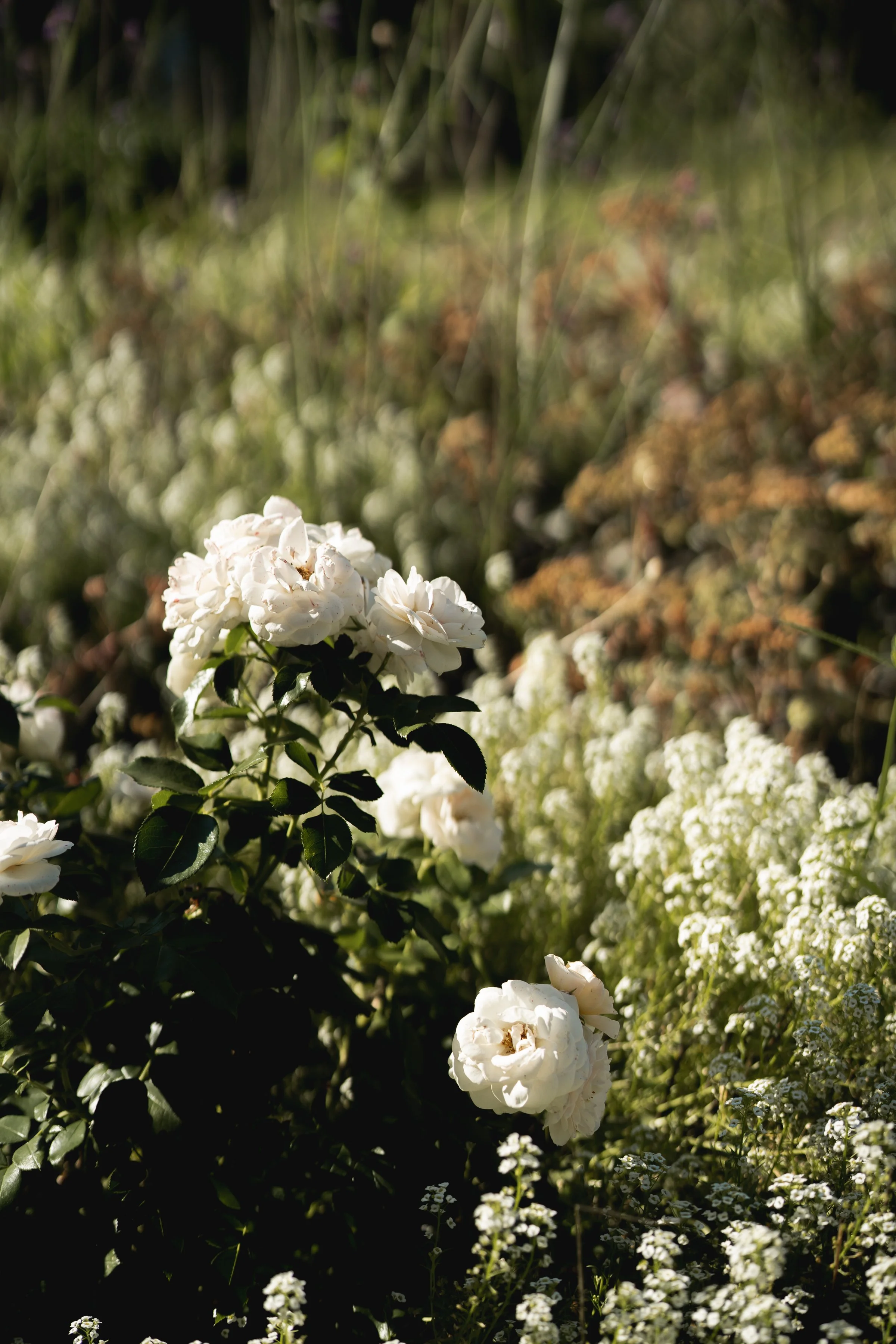 Witte rozen en kleine witte bloemen in een tuin of veld met groenblad en gras