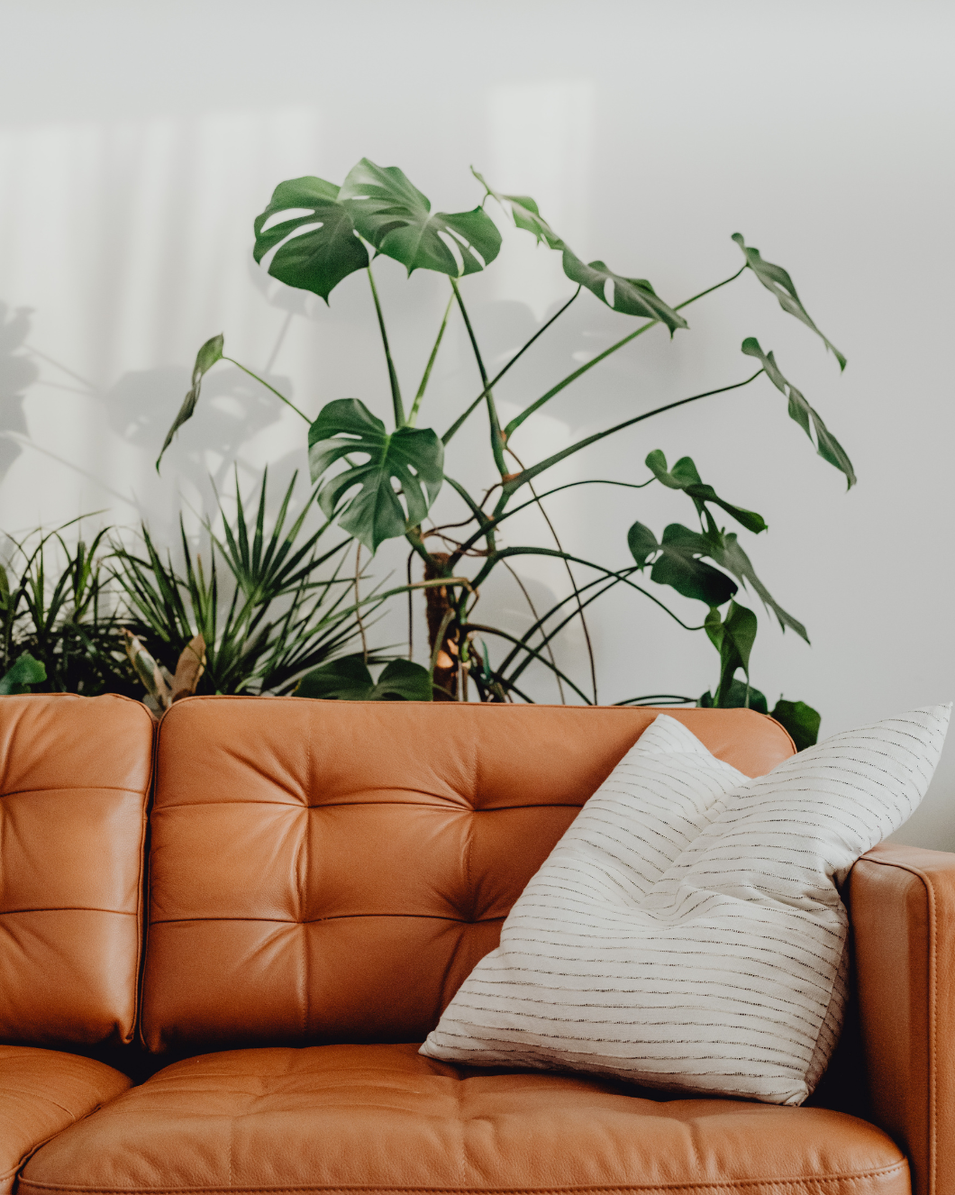 A brown leather sofa with a white striped pillow, positioned against a white wall with large green potted plants behind it.