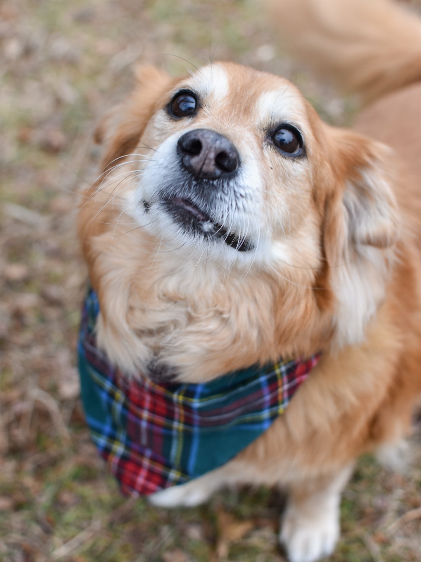 5 years with @friendlyfenwaybark and we constantly ask ourselves, &ldquo;How is it possible to be this cute????&rdquo; We love you SO much Fenway (aka Fenny aka lovebug aka pupplitsomou aka bugoo &hellip; don&rsquo;t ask, we have no idea 😂). 

A BIG
