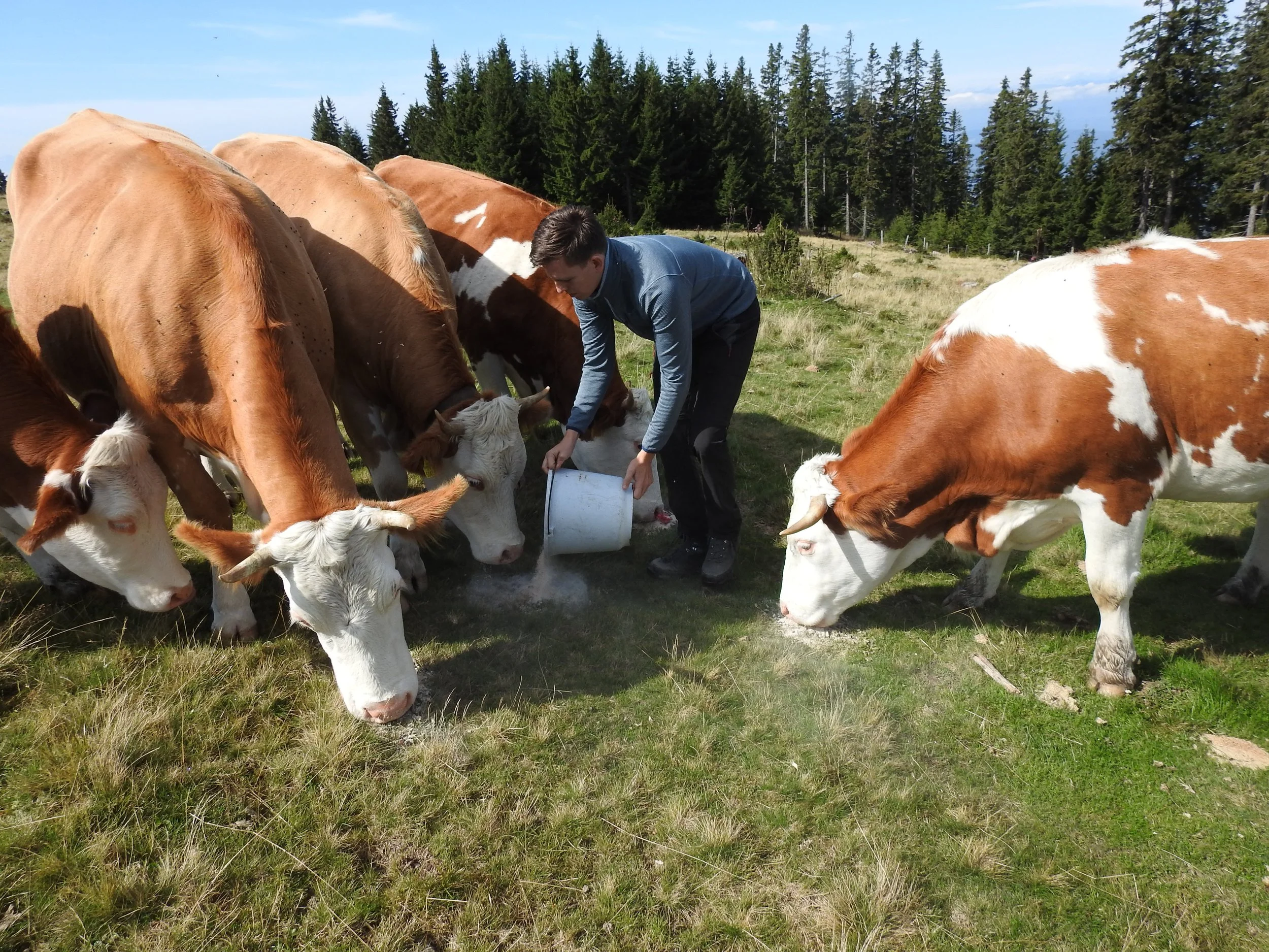 Ein Mann füttert Kühe auf einer grünen Wiese in einer Waldregion.