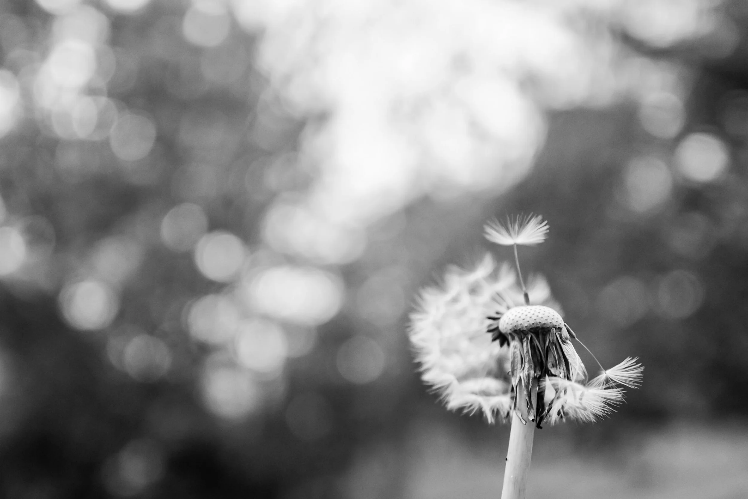 Statement Following the Passing of the Assisted Dying Bill