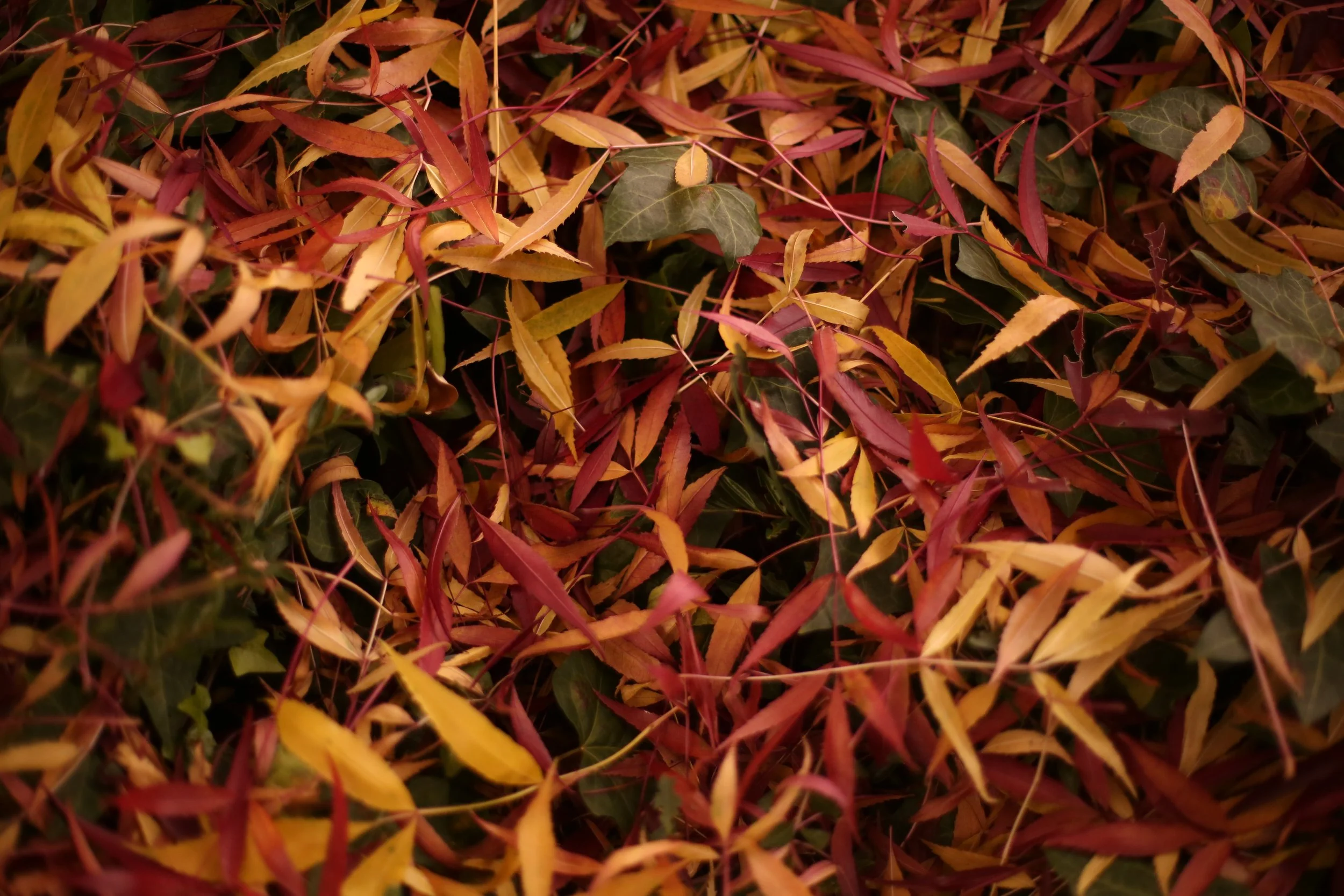 A close-up of fallen autumn leaves in shades of yellow, orange, red, and green.