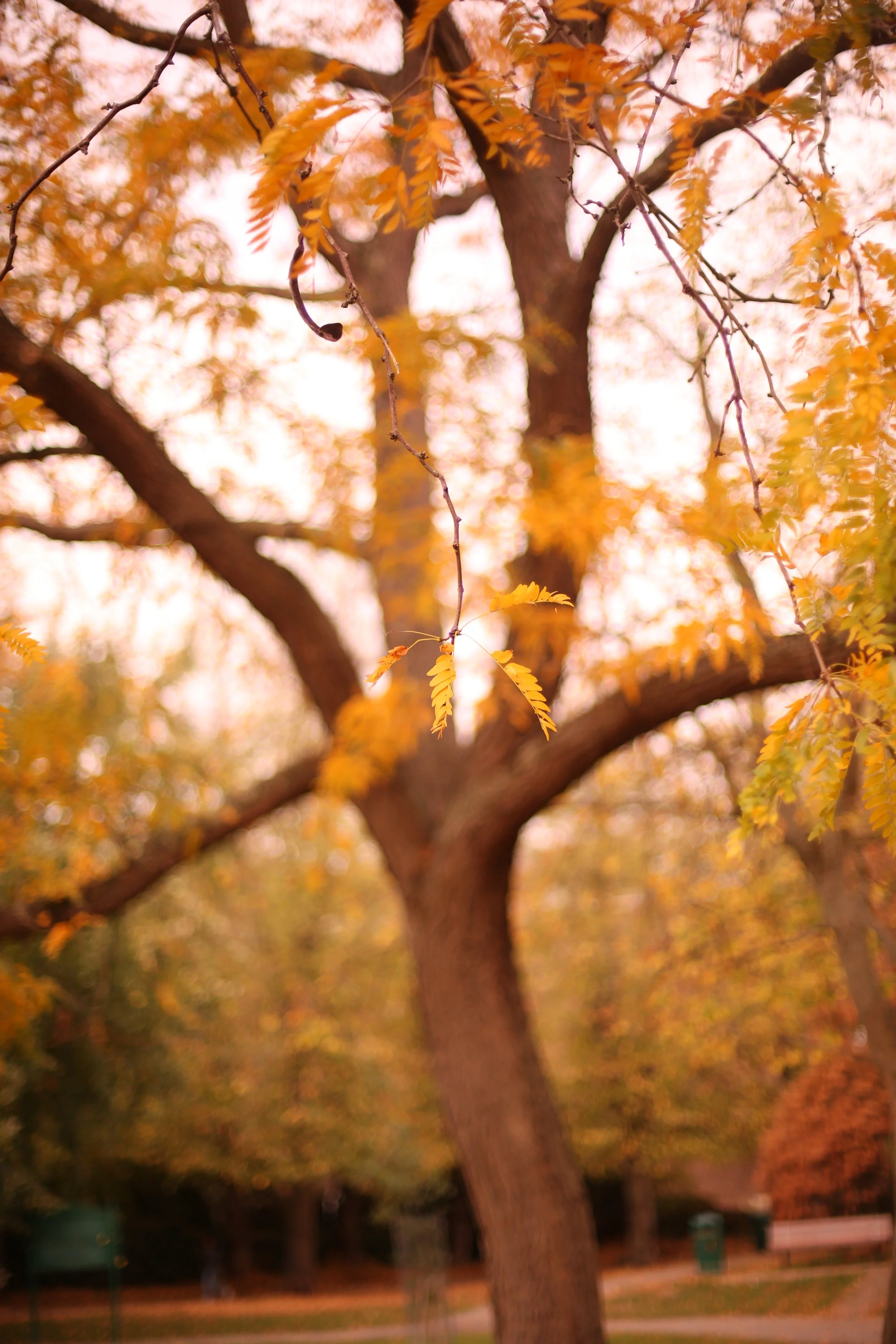 A tree with yellow and orange autumn leaves in a park with blurred background.