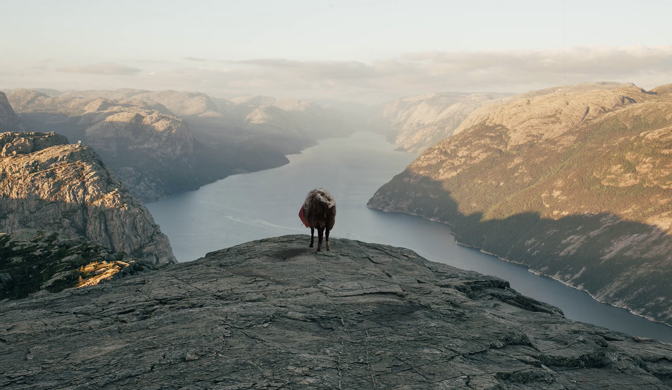A yak standing on a rocky ledge overlooking a deep, expansive fjord with steep mountains on either side at sunset or sunrise.