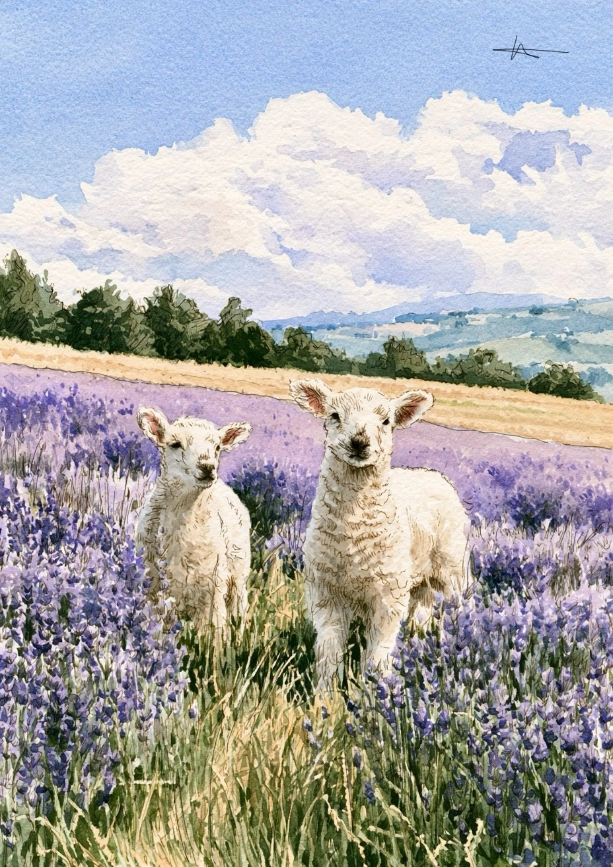 Lavender lambs
