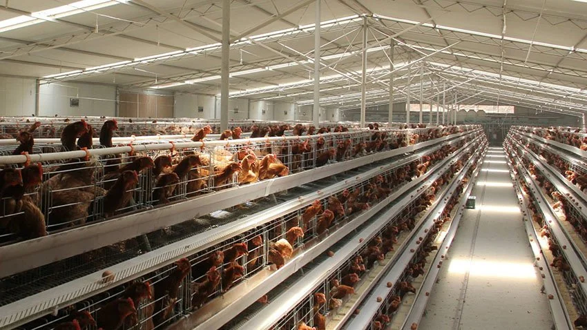 battery cages.jpg