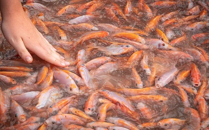 fish farming crowded.jpg