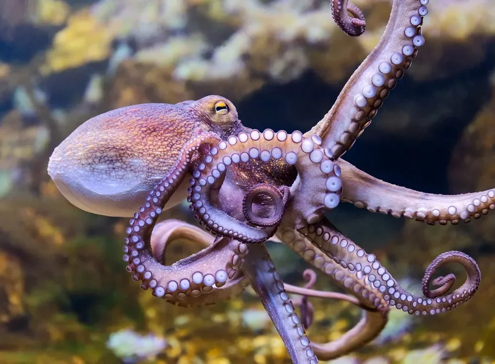 octopus.webp