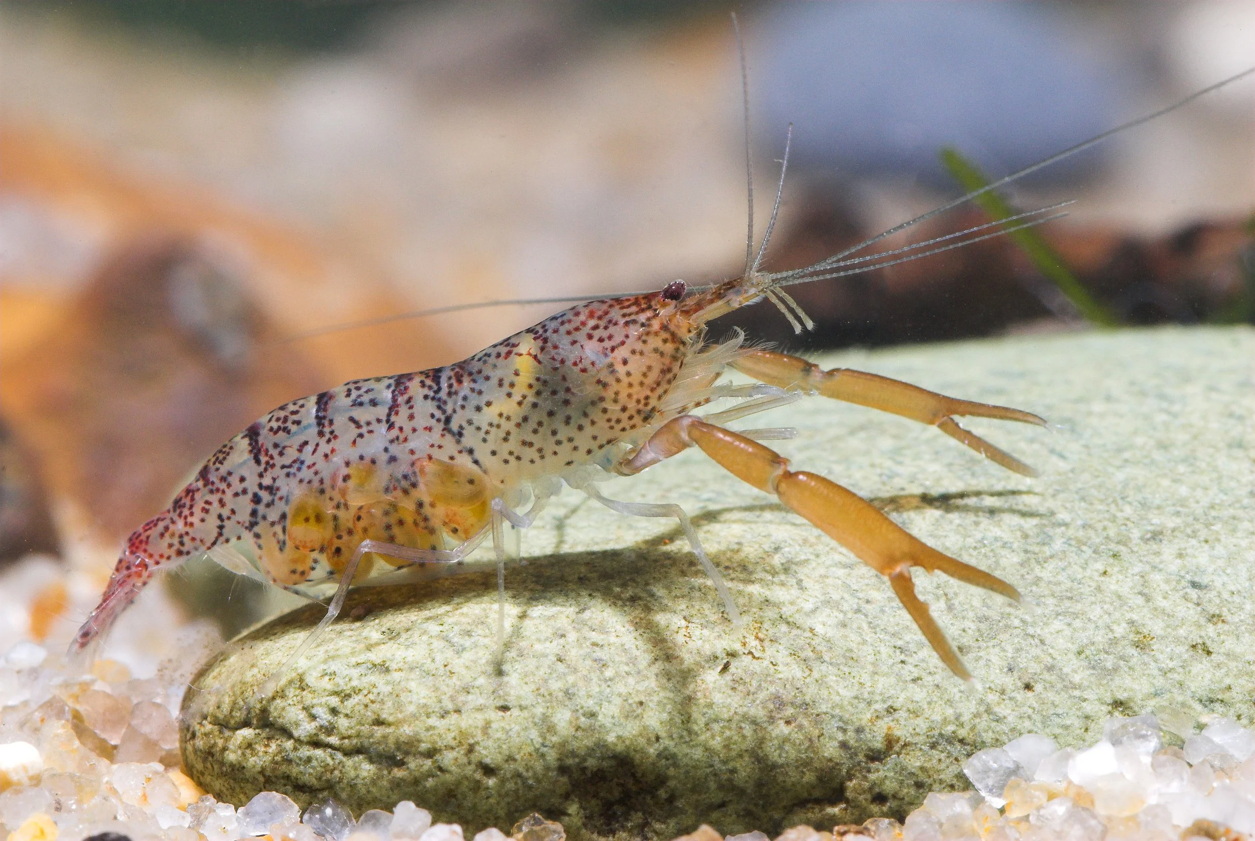 freshwater shrimp.jpg
