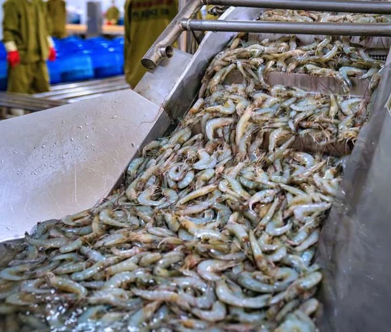 shrimp processing.jpg
