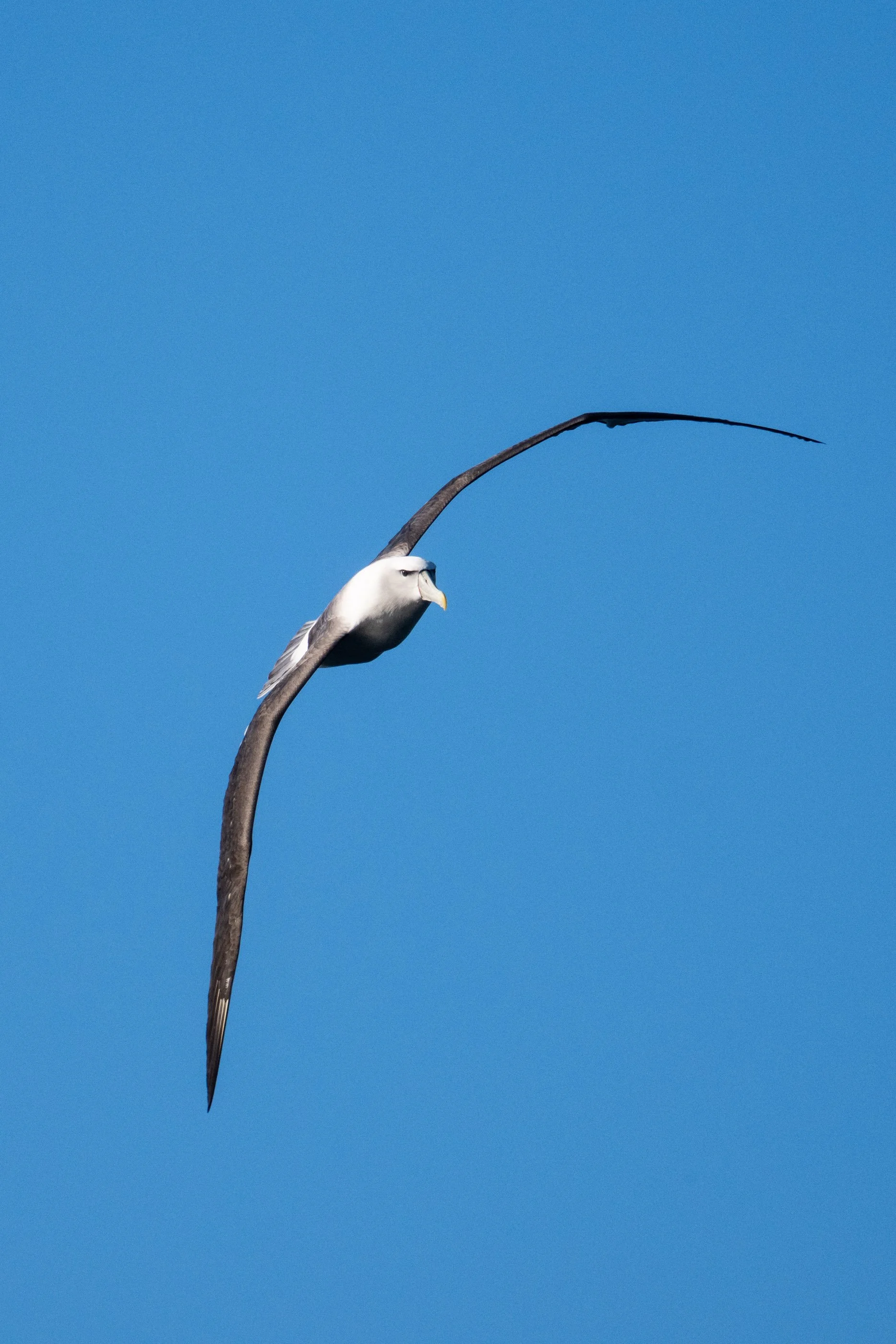 Ein weißer Vogel mit schwarzen Flügeln fliegt vor einem blauen Himmel.