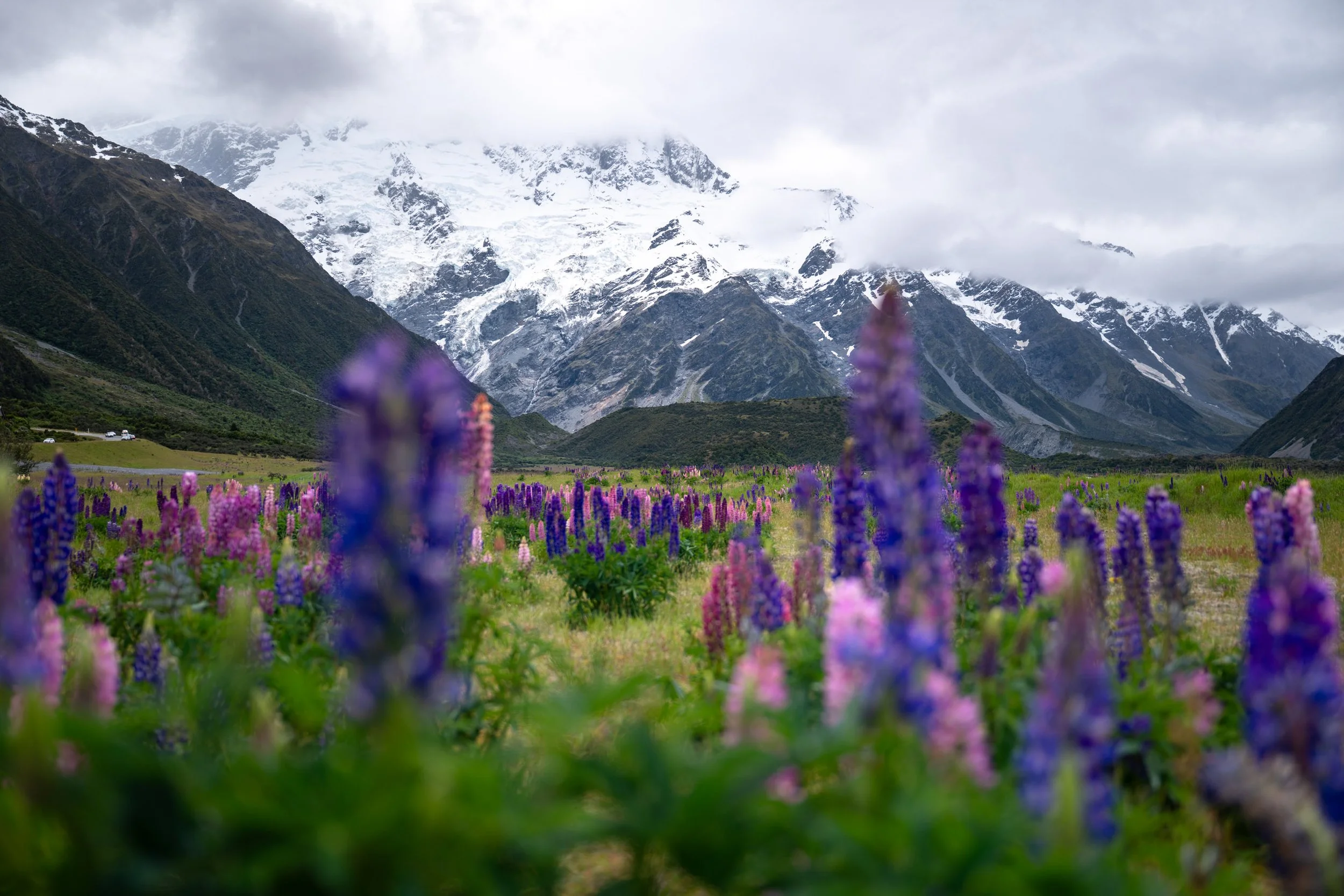 Berglandschaft mit schneebedeckten Bergen im Hintergrund und einem Feld mit bunten Lupinen vor den Bergen, bei bewölktem Himmel in Neuseeland.