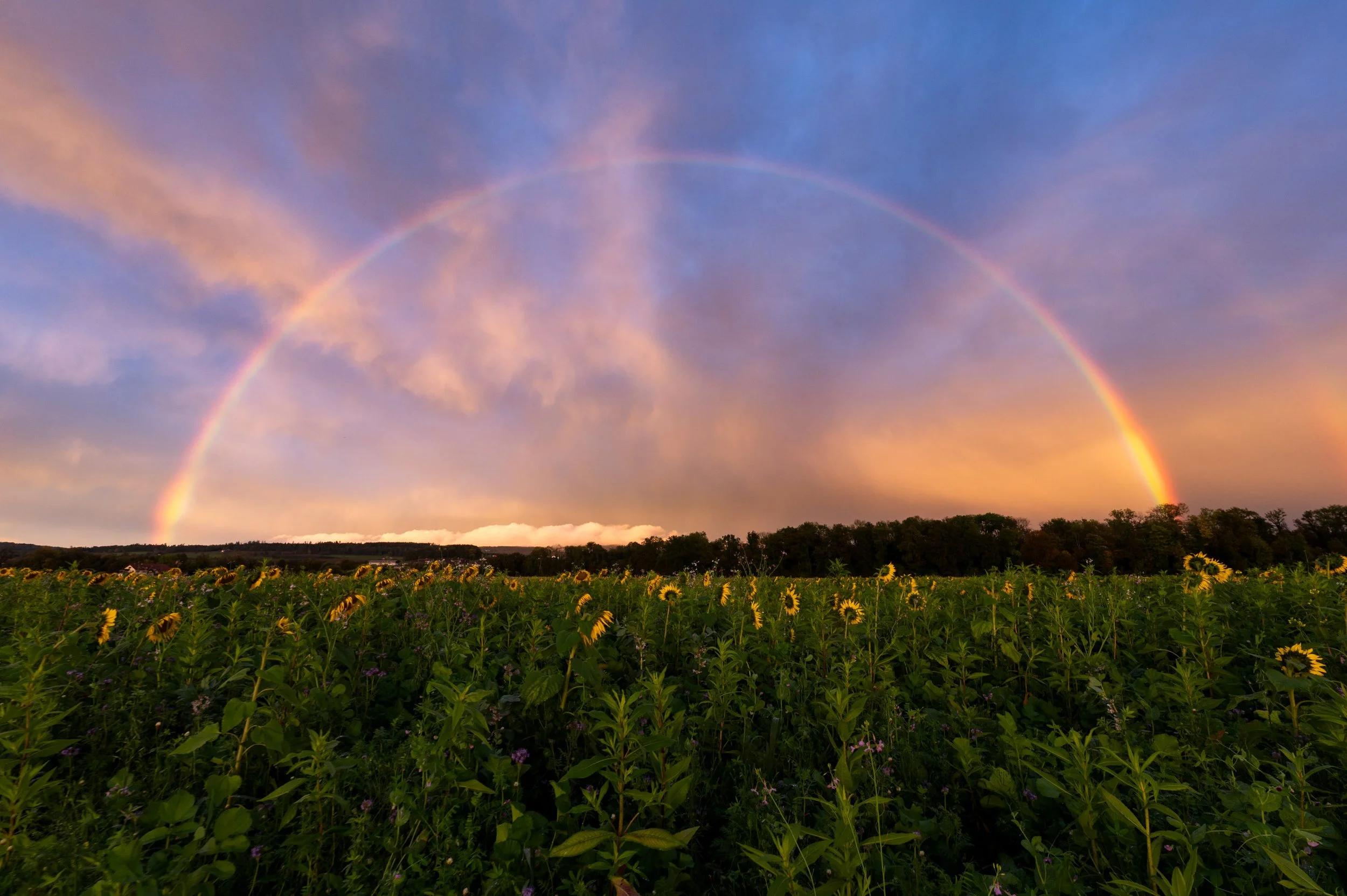 Regenbogen über einem Sonnenblumenfeld bei Sonnenuntergang