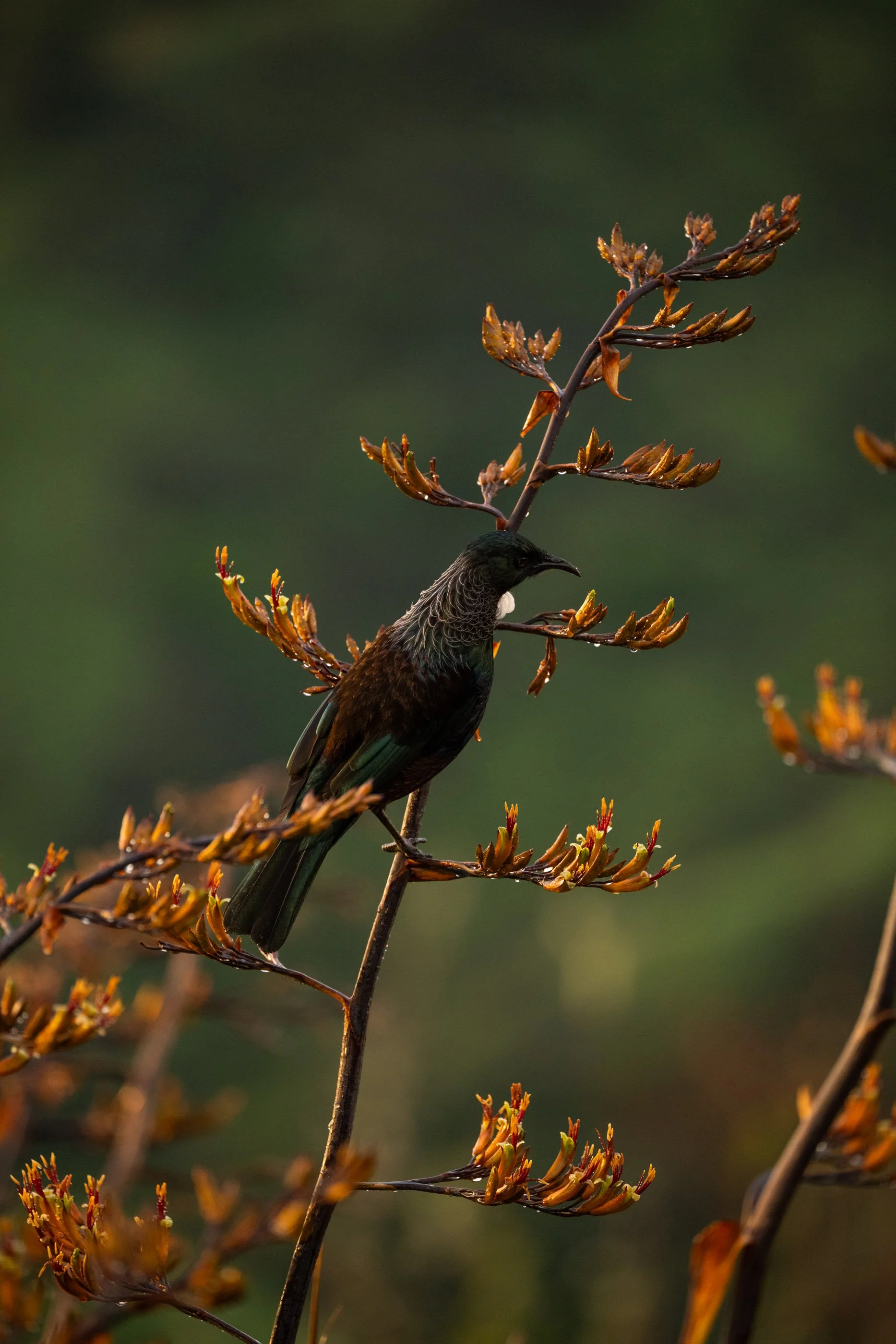 NZ8_1097.jpg