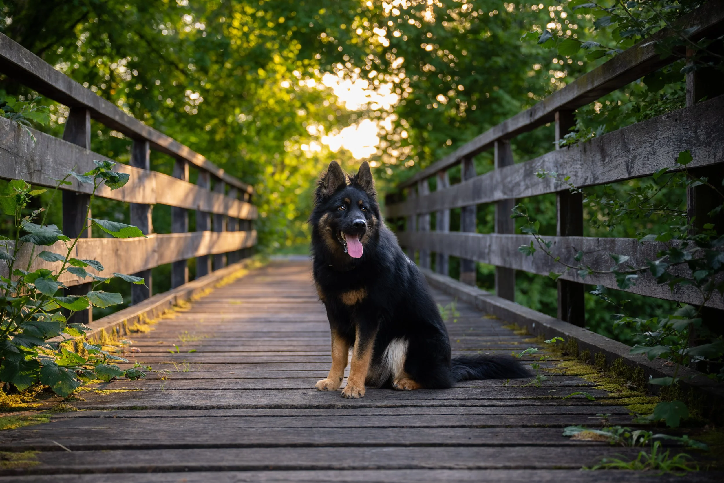 Ein sitzender Hund auf einer Holzbrücke in einer grünen, sonnendurchfluteten Naturumgebung.