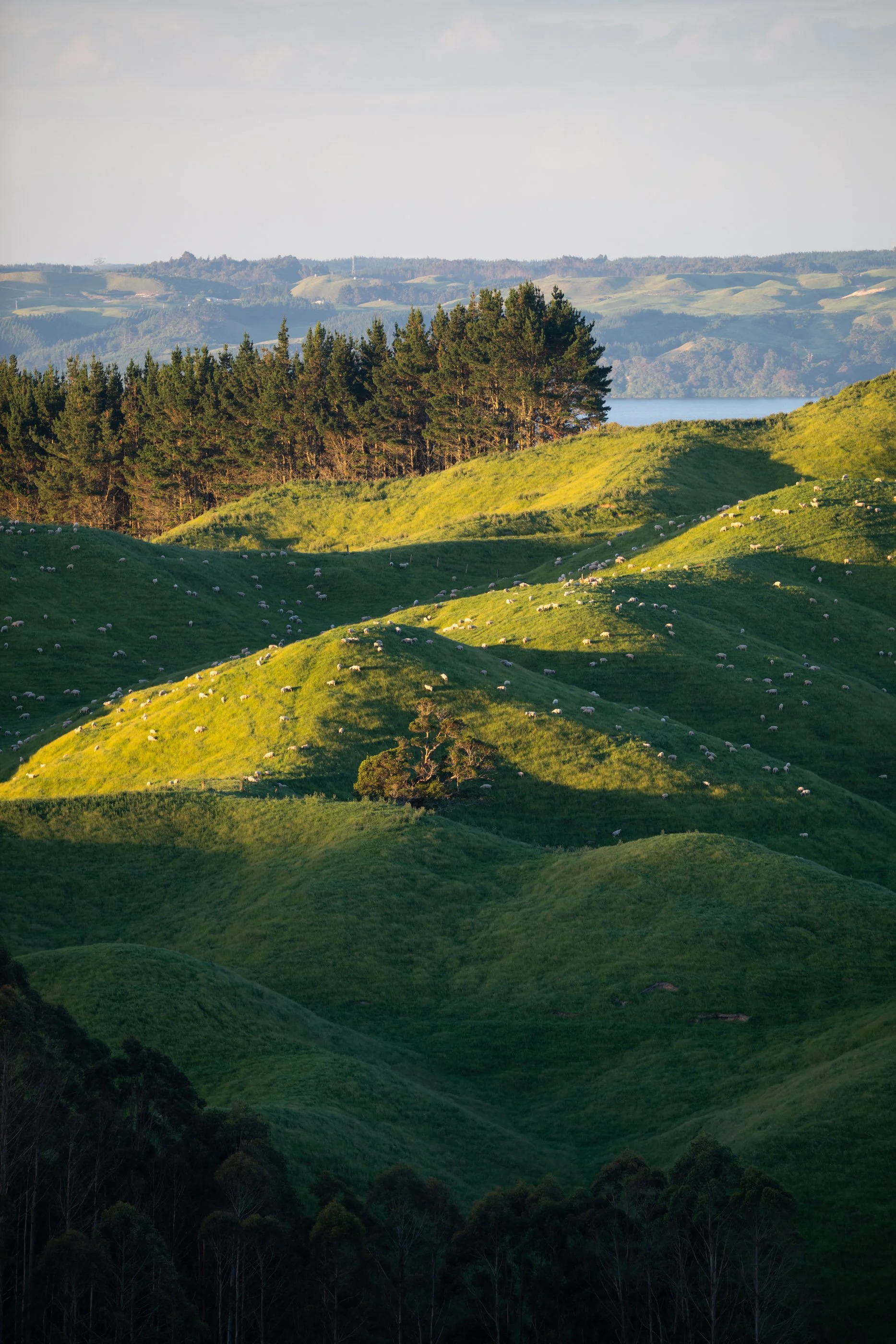 NZ8_9667.jpg