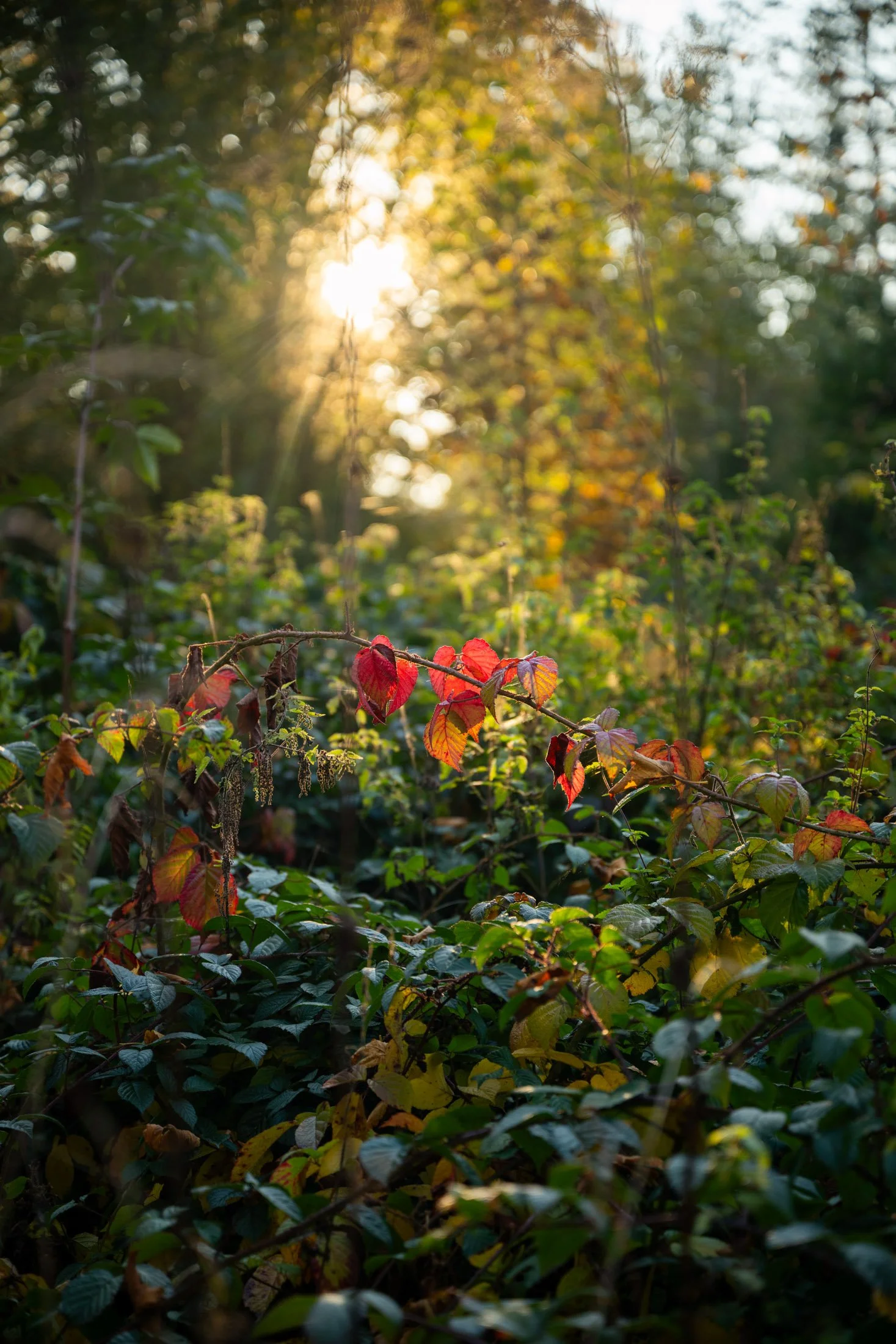 Sonnenuntergang hinter Bäumen und Laub im Wald, mit roten und grünen Blättern im Vordergrund.