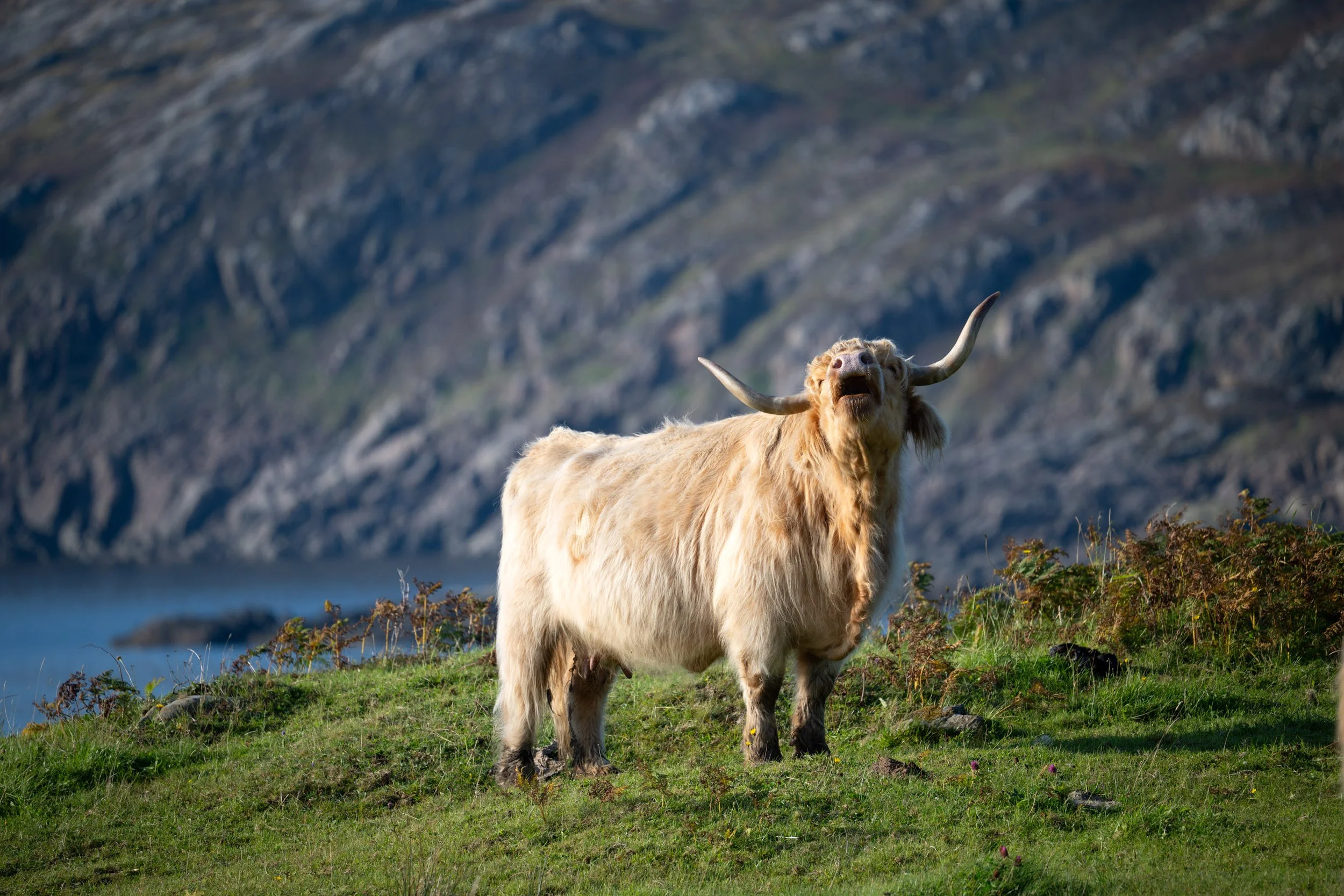 Ein Wollyak steht auf einer grünen Wiese mit Bergen im Hintergrund, Blick nach oben.