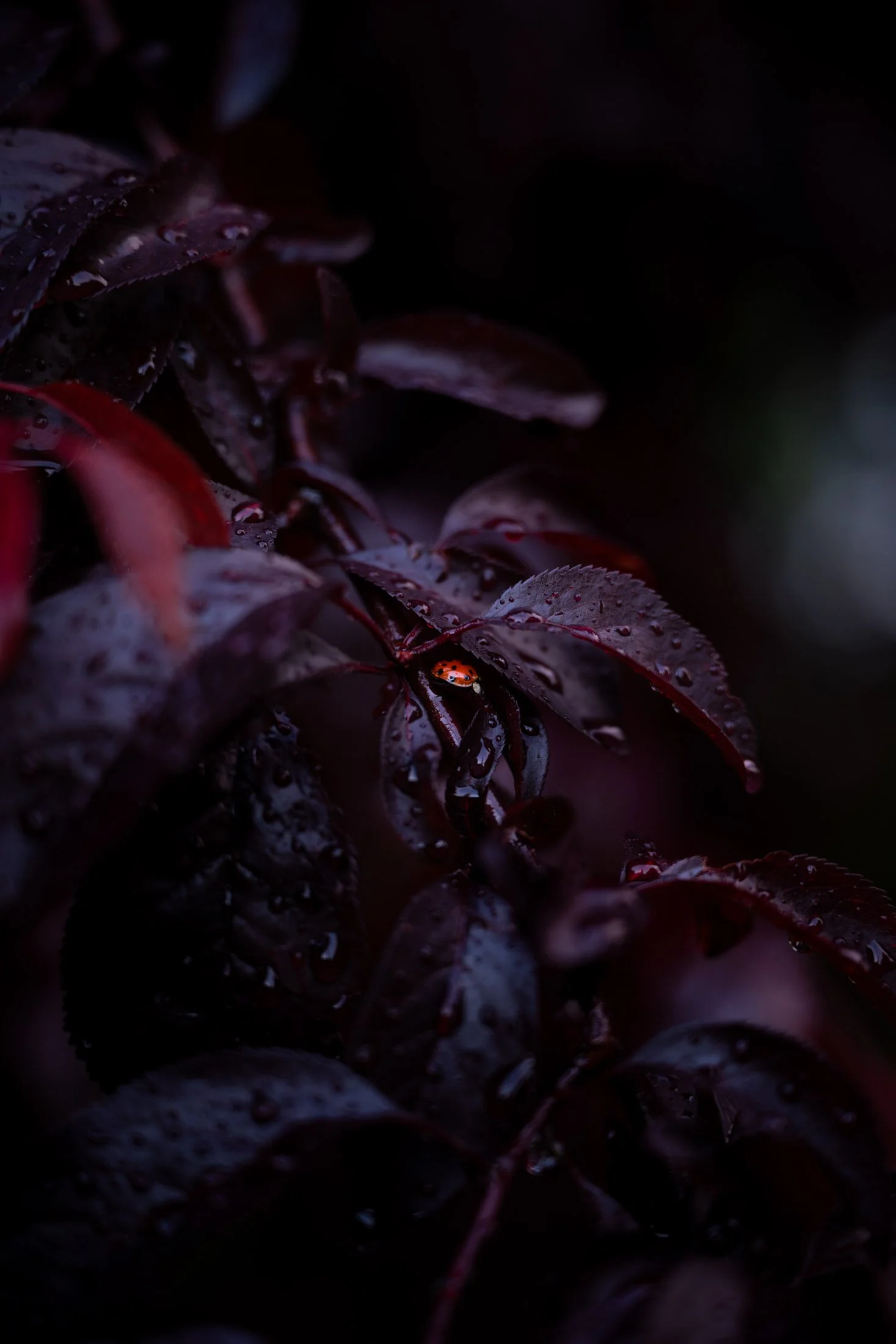 Dunkle, nasse Blätter mit Wassertröpfchen, kleine rote und schwarze Käfer auf den Blättern, dunkler Hintergrund.