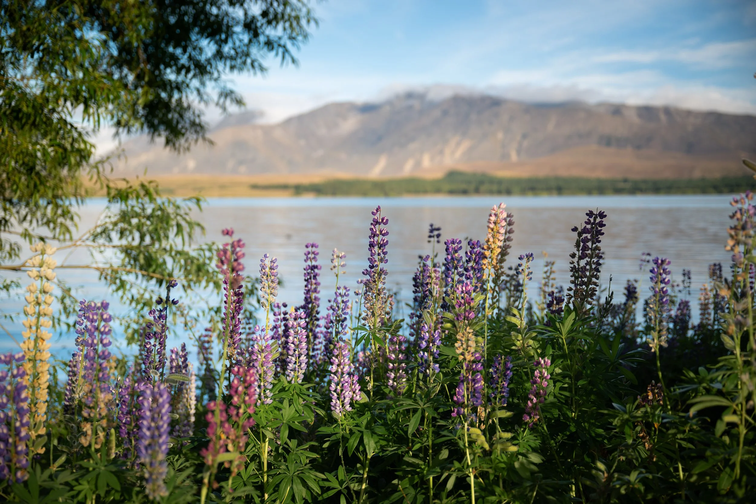 NZ8_9995.jpg