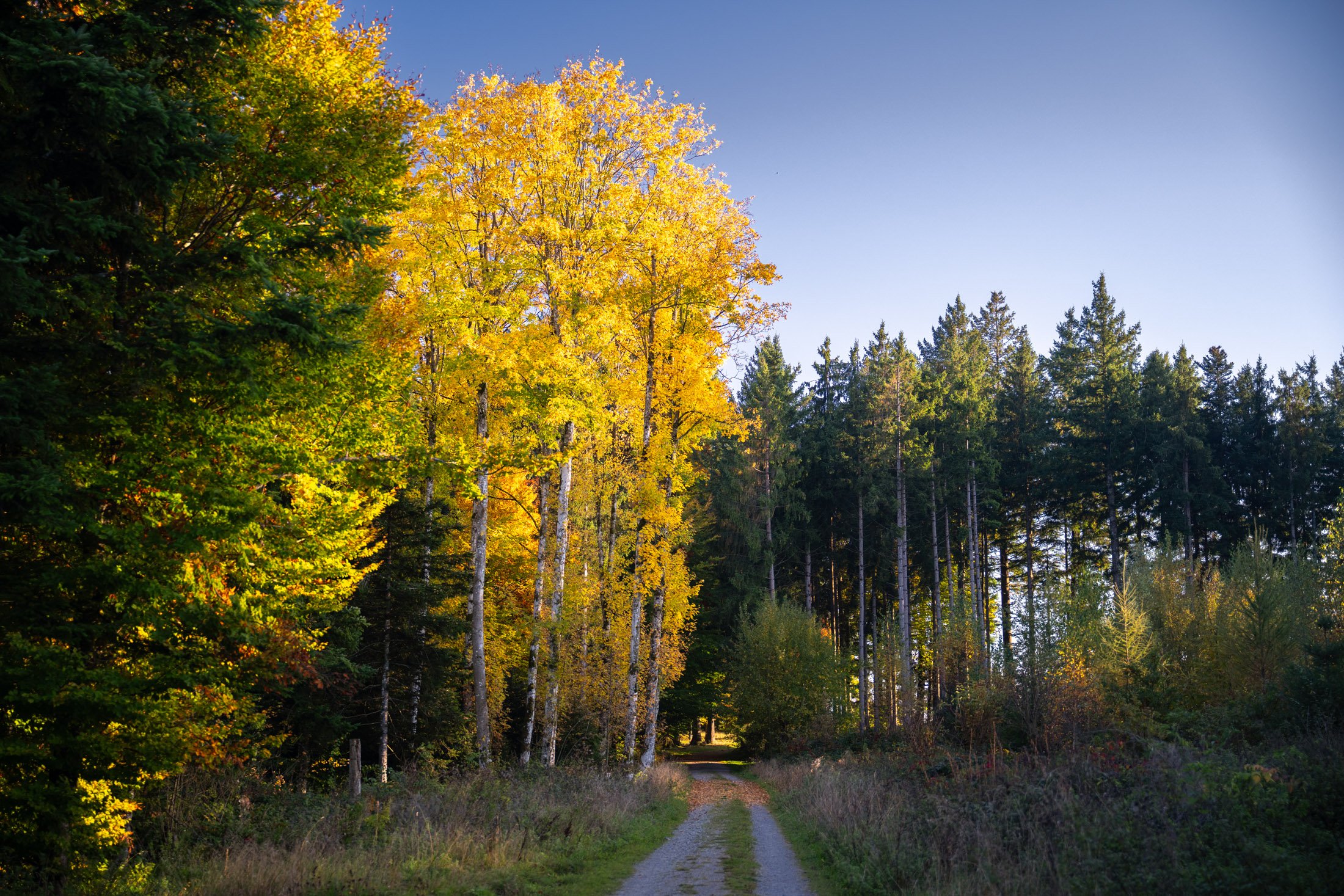 Waldweg im Herbst mit grünen und gelben Bäumen unter blauem Himmel.