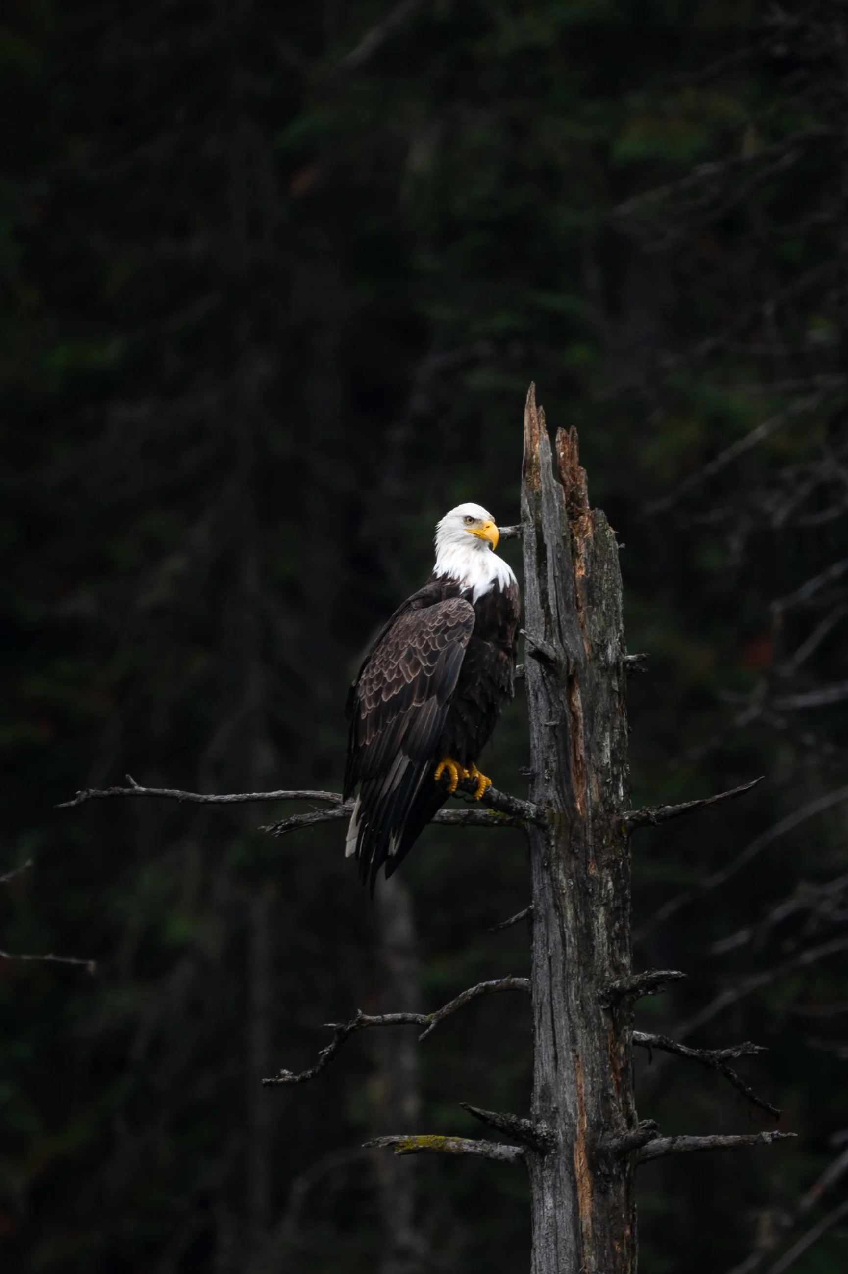 DSC_2110.jpg