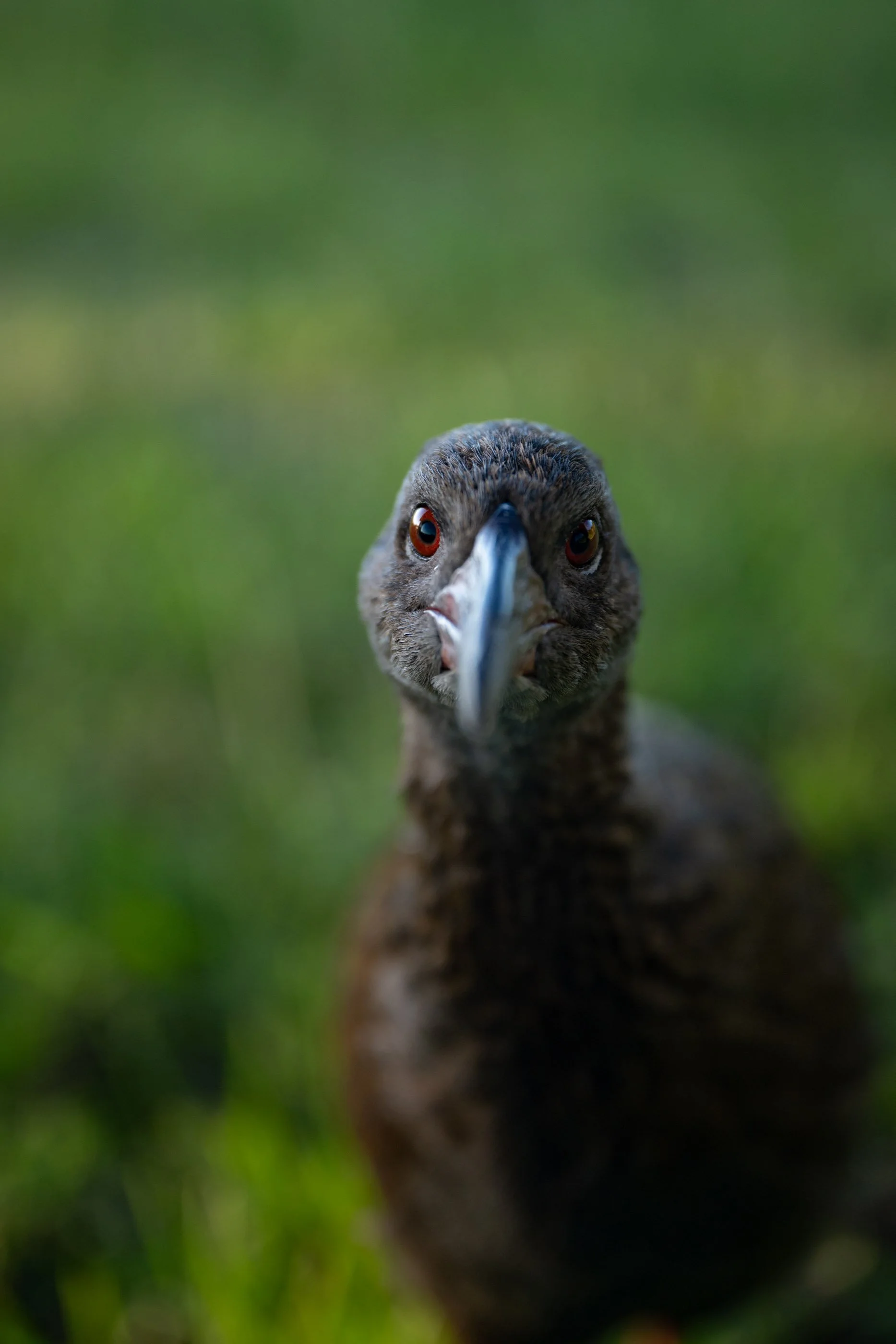 Nahaufnahme eines Vogels mit dunklem Gefieder, rotem Auge und langem schwarzen Schnabel, vor grünem, unscharfem Hintergrund.