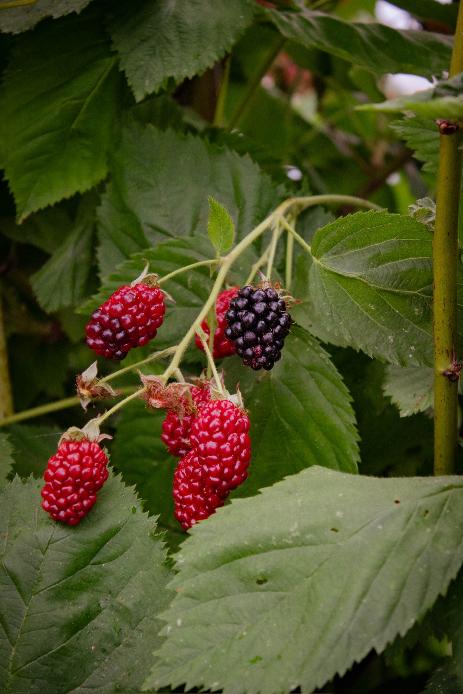 0N6A2912.jpg