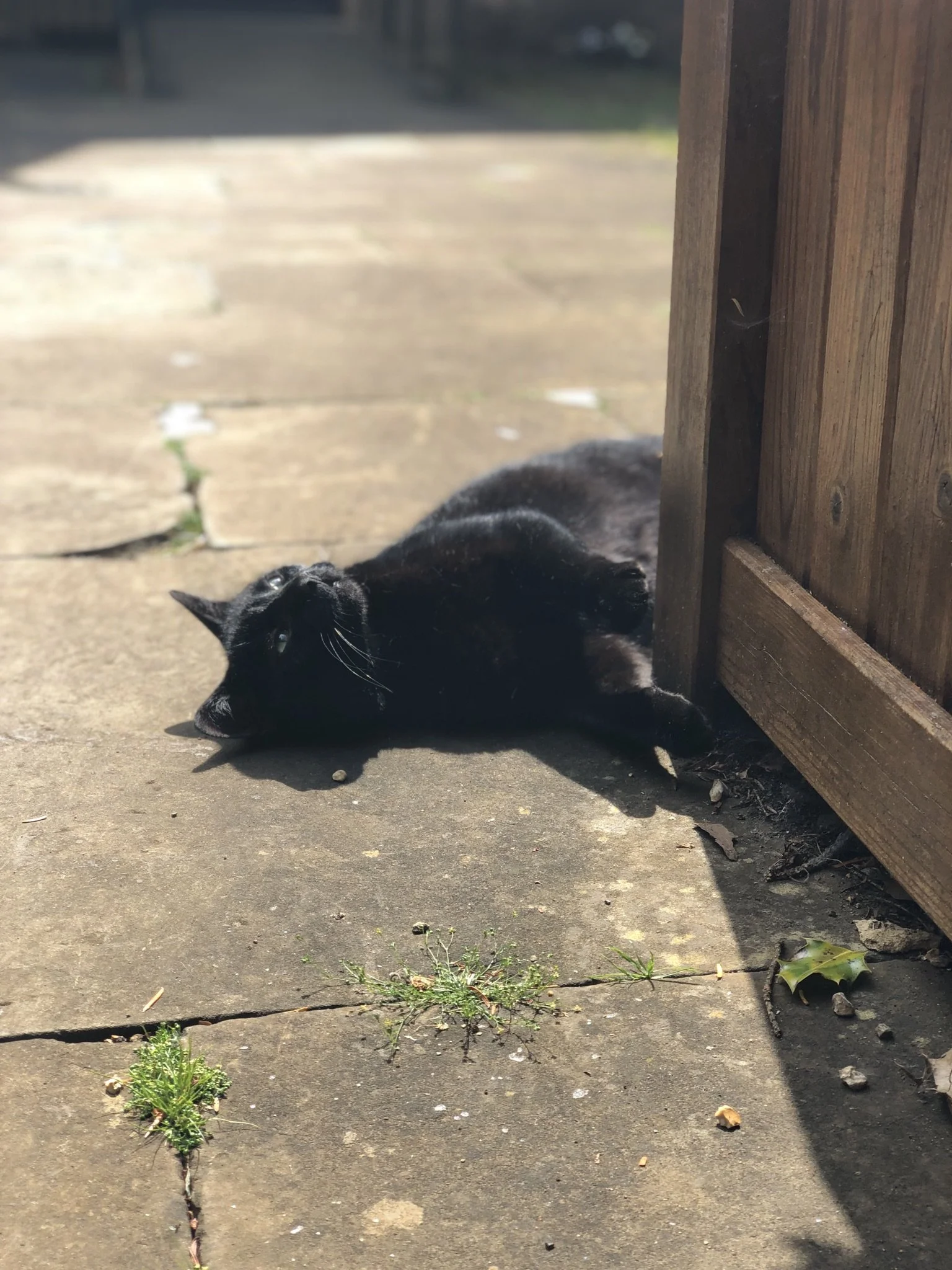A black cat resident at Wroxton College