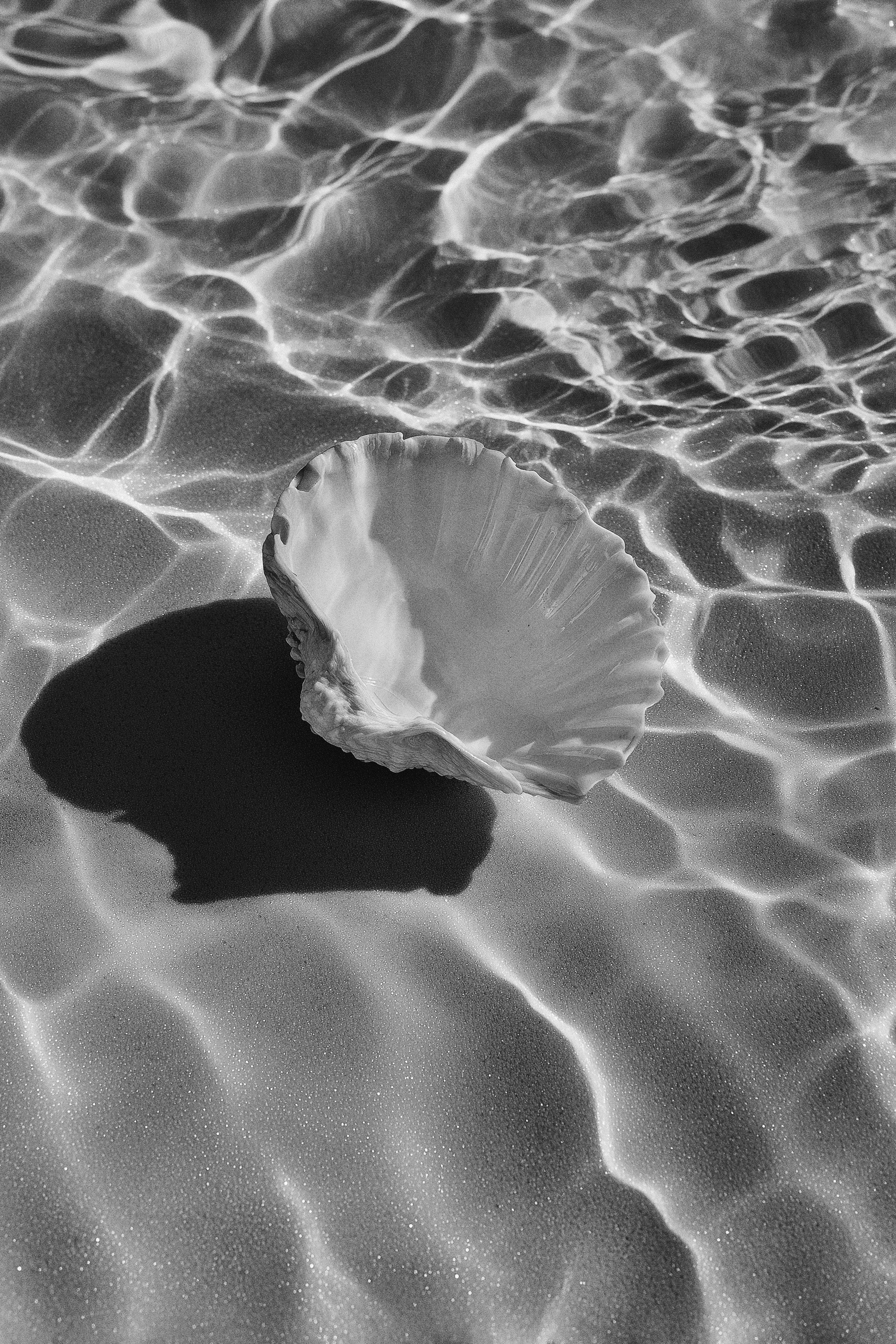 shell in water and sand