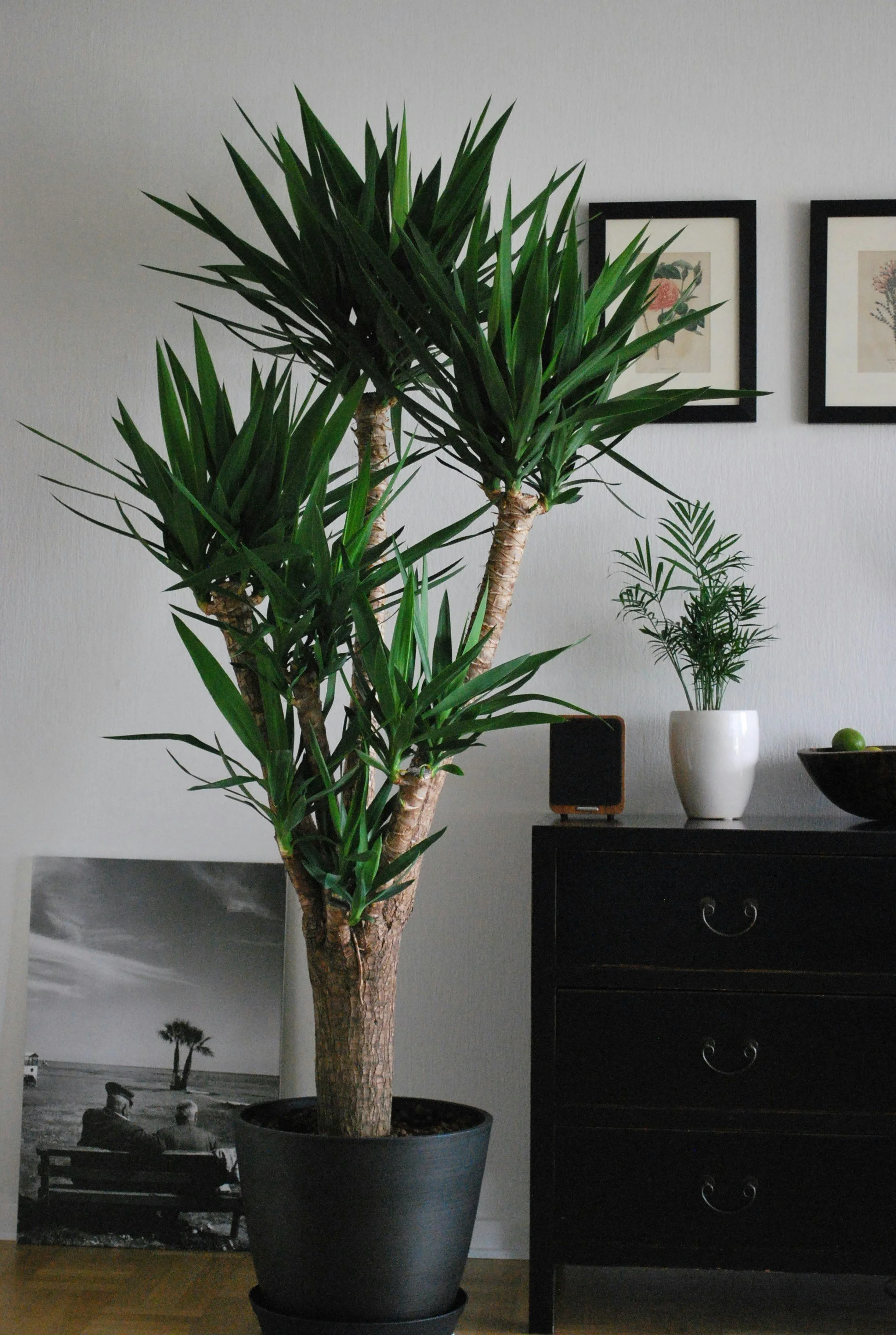 Indoor scene featuring a large potted green plant with multiple stalks and long pointed leaves, positioned next to a black dresser with decorative items on top, including a small speaker, a white vase with another plant, and a black bowl with green fruit, with framed artwork on the wall behind.