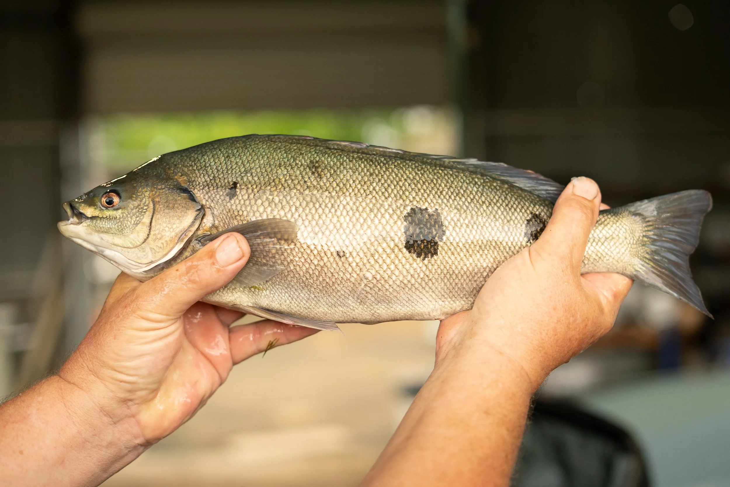 Person holding a large Australian Native fish species that is suitable for dam stocking or table fish. The fish has multiple dark spots on its body, and the background is indoors with blurred details.