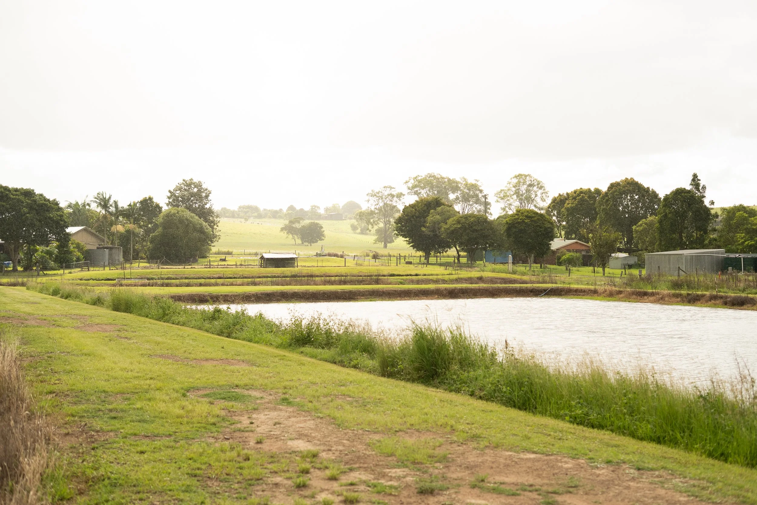 A rural landscape with a grassy path beside a body of water, surrounded by trees and farm buildings under a cloudy sky. Fish for Dams, Childers, Queensland, Australia.