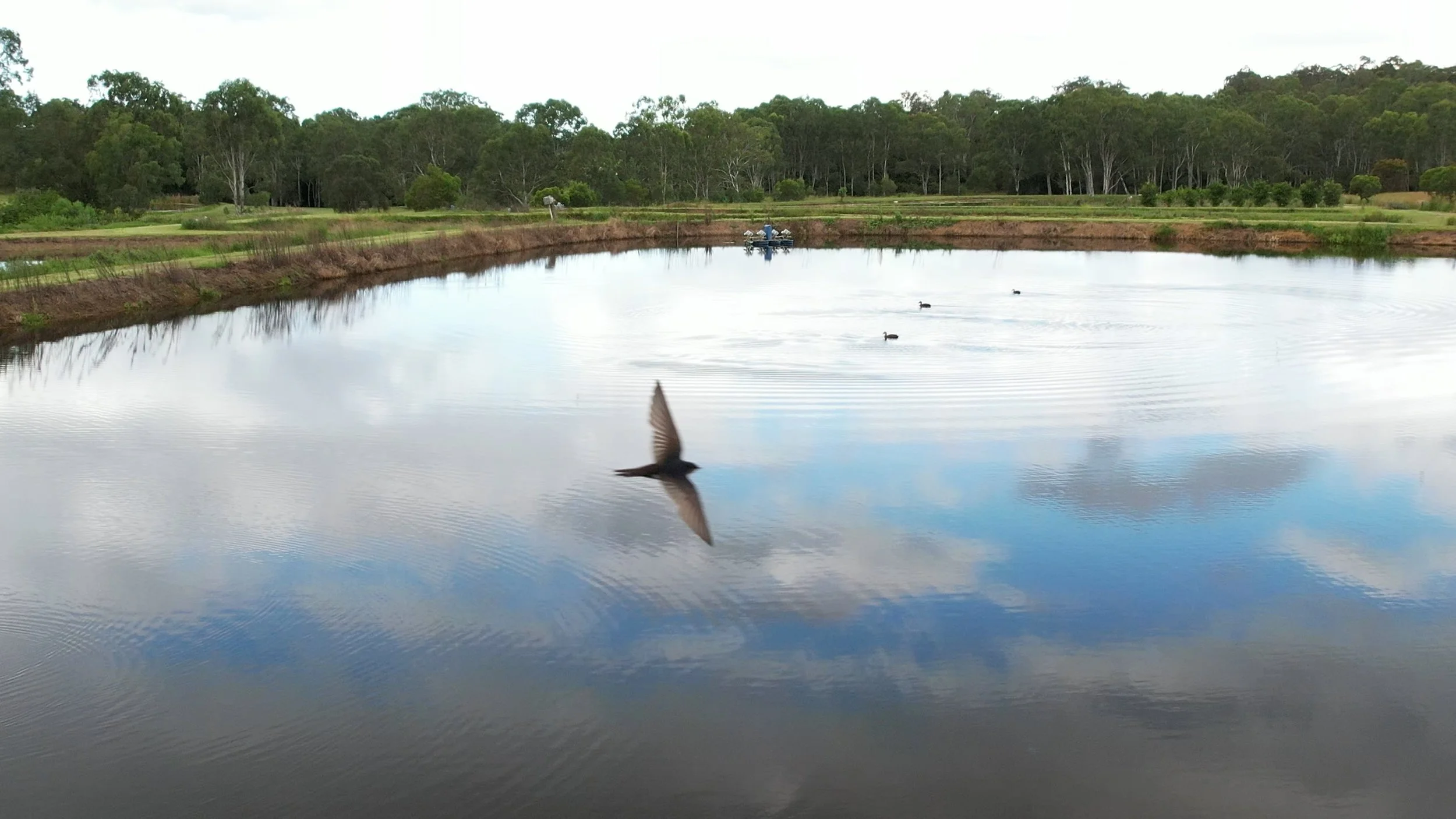 A calm pond with a bird in flight over the water, three ducks swimming, and a boat in the distance, surrounded by green trees and grassy banks.