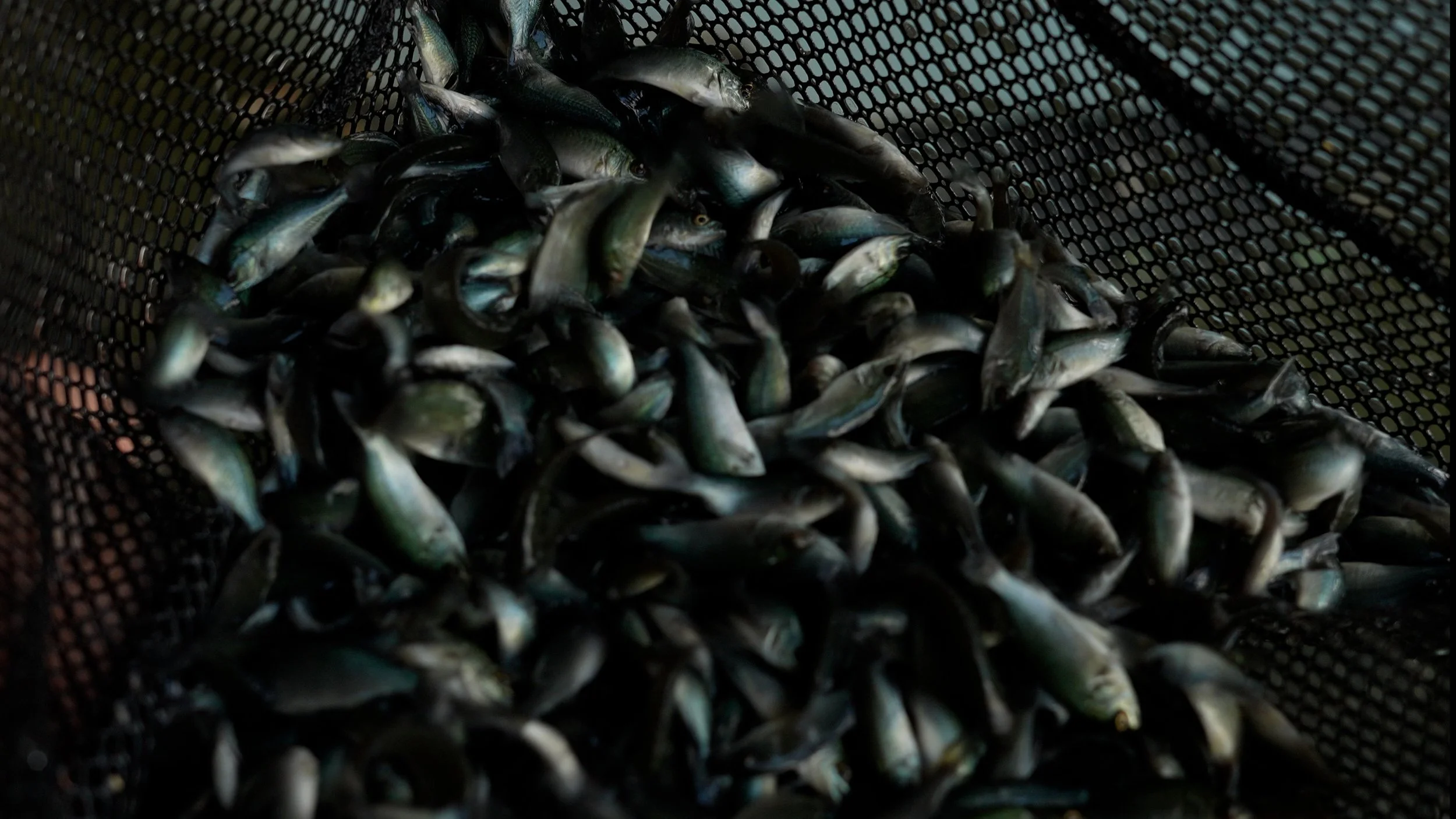 A pile of small fish with dark and shiny scales inside a black, perforated container or basket. Fingerlings. Australian Native fish species that is suitable for dam stocking or table fish. Australian Bass, Barramundi, Golden Perch, Jade Perch.