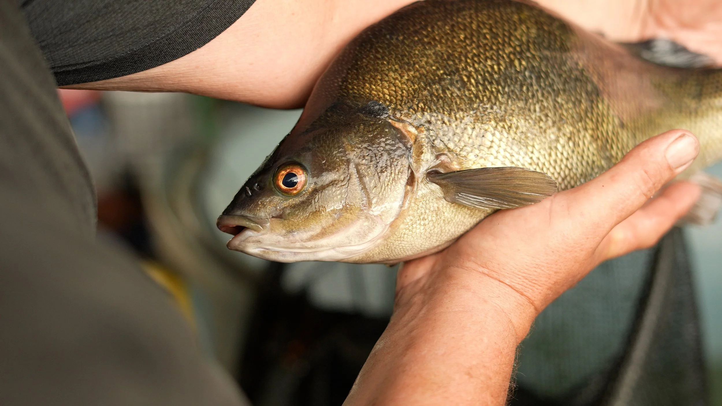 Person holding an Australian Native fish species that is suitable for dam stocking or table fish. Fish with greenish-golden scales, an orange eye, and a slightly open mouth.