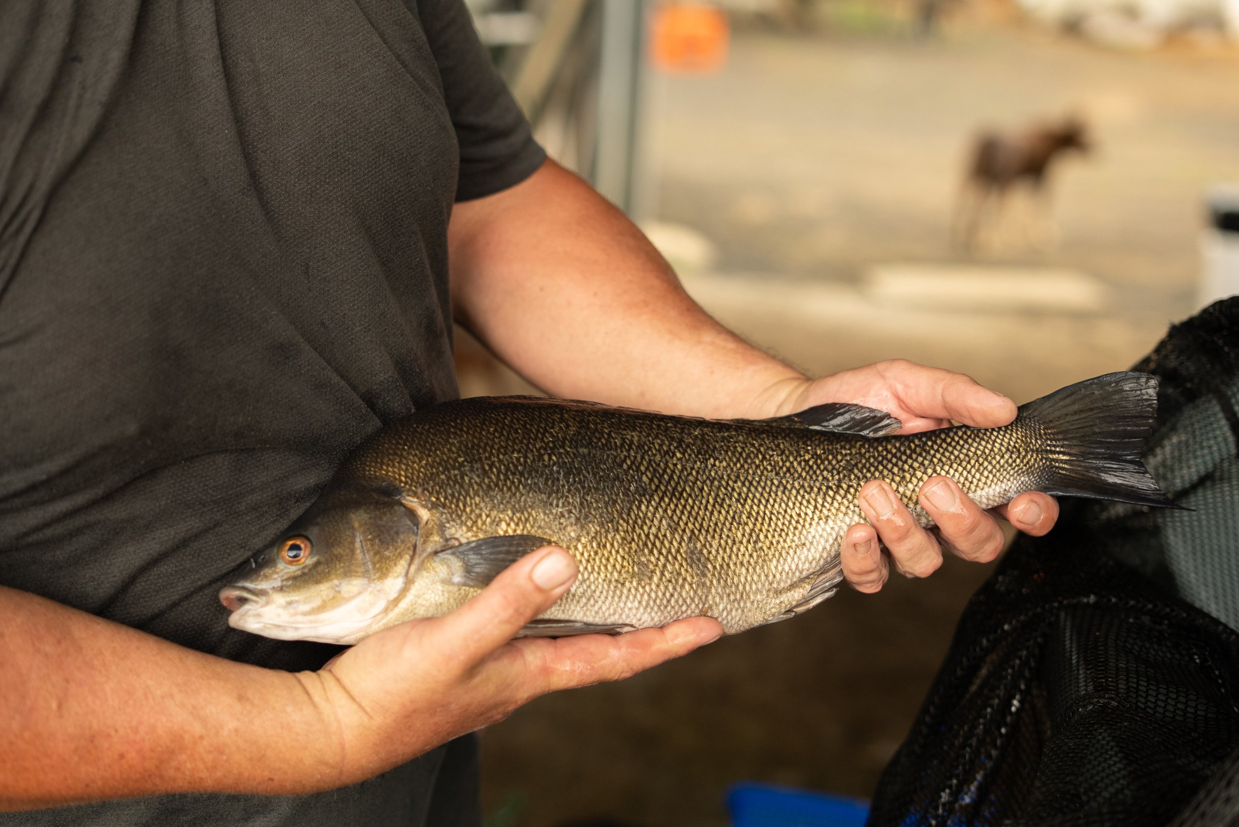 A person holding a freshly caught Australian Native fish species that is suitable for dam stocking or table fish. The fish has a brownish body and gold sheen, against a blurry outdoor background.